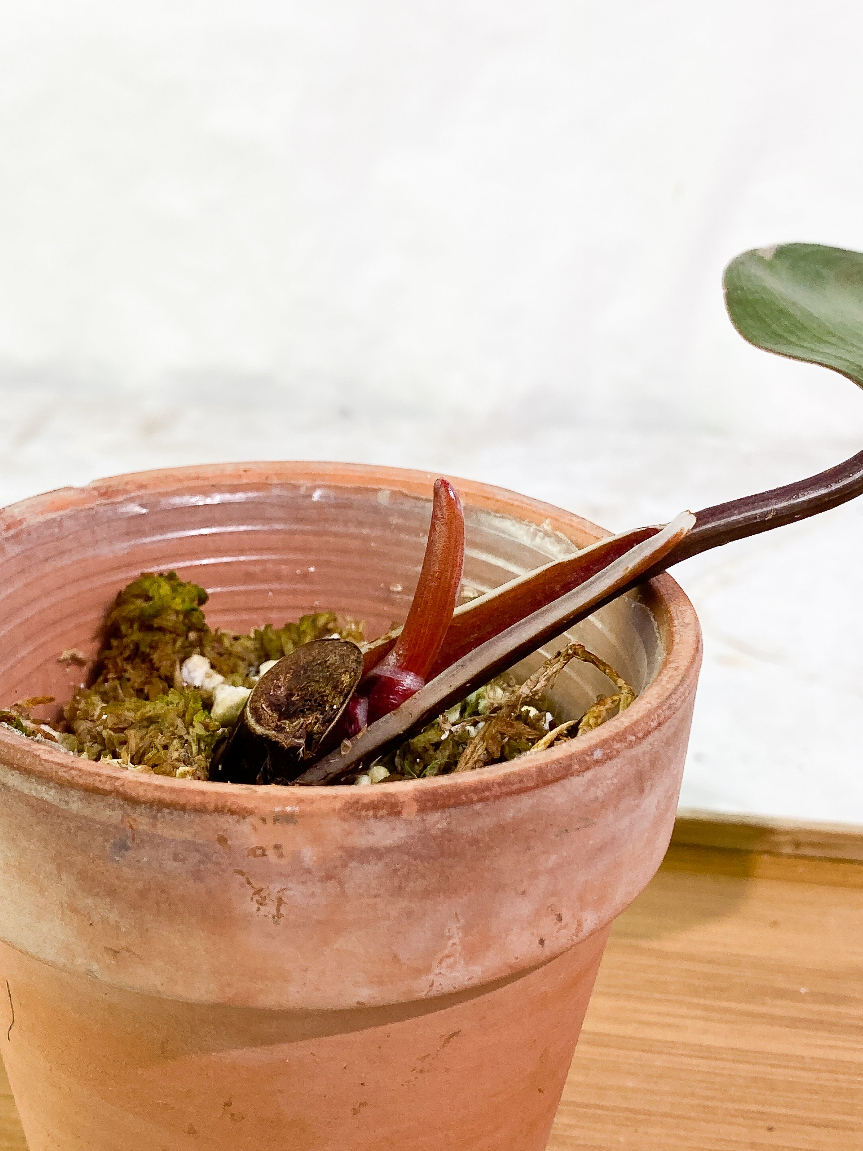 Philodendron White Knight tricolor cutting 1 leaf 1 sprout slightly rooted