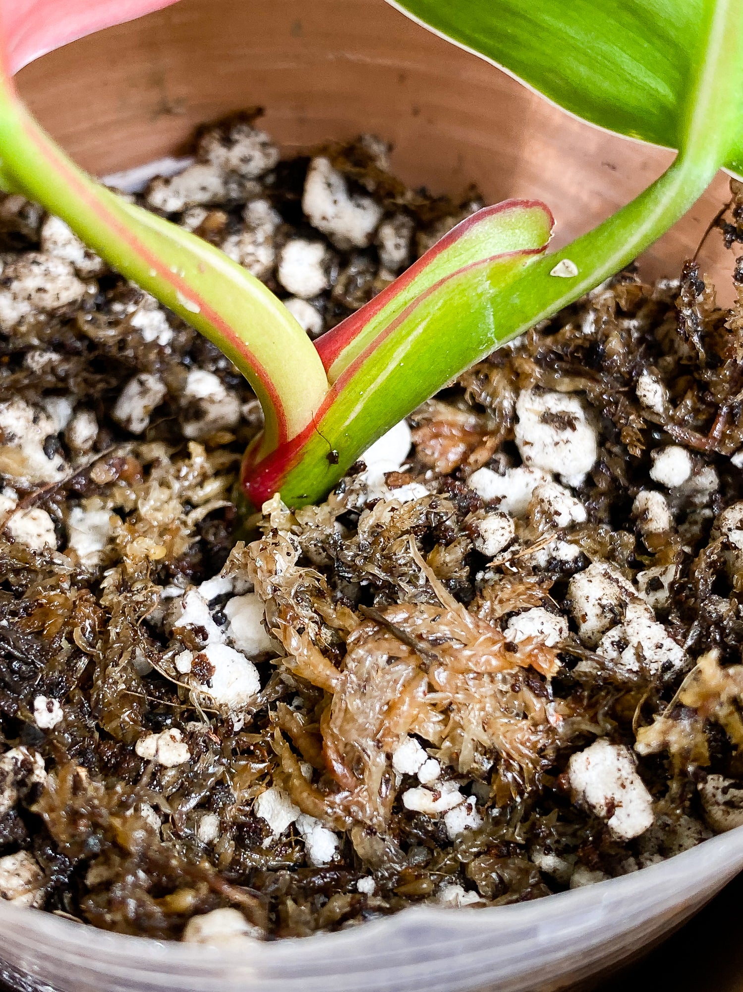 Philodendron white princess tricolor 2 leaves 1 sprout slightly rooted double node