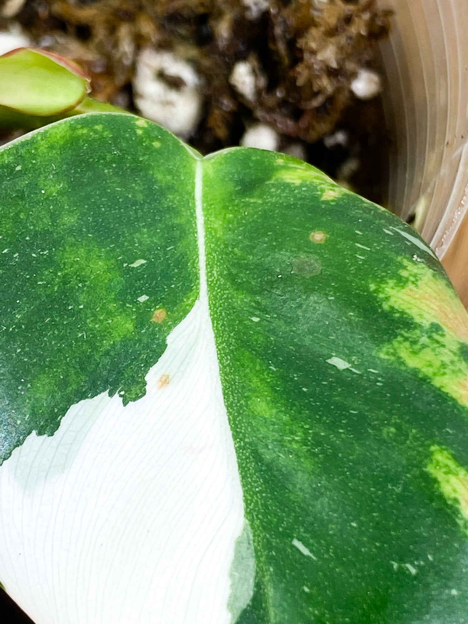 Philodendron white princess tricolor 2 leaves 1 sprout slightly rooted double node