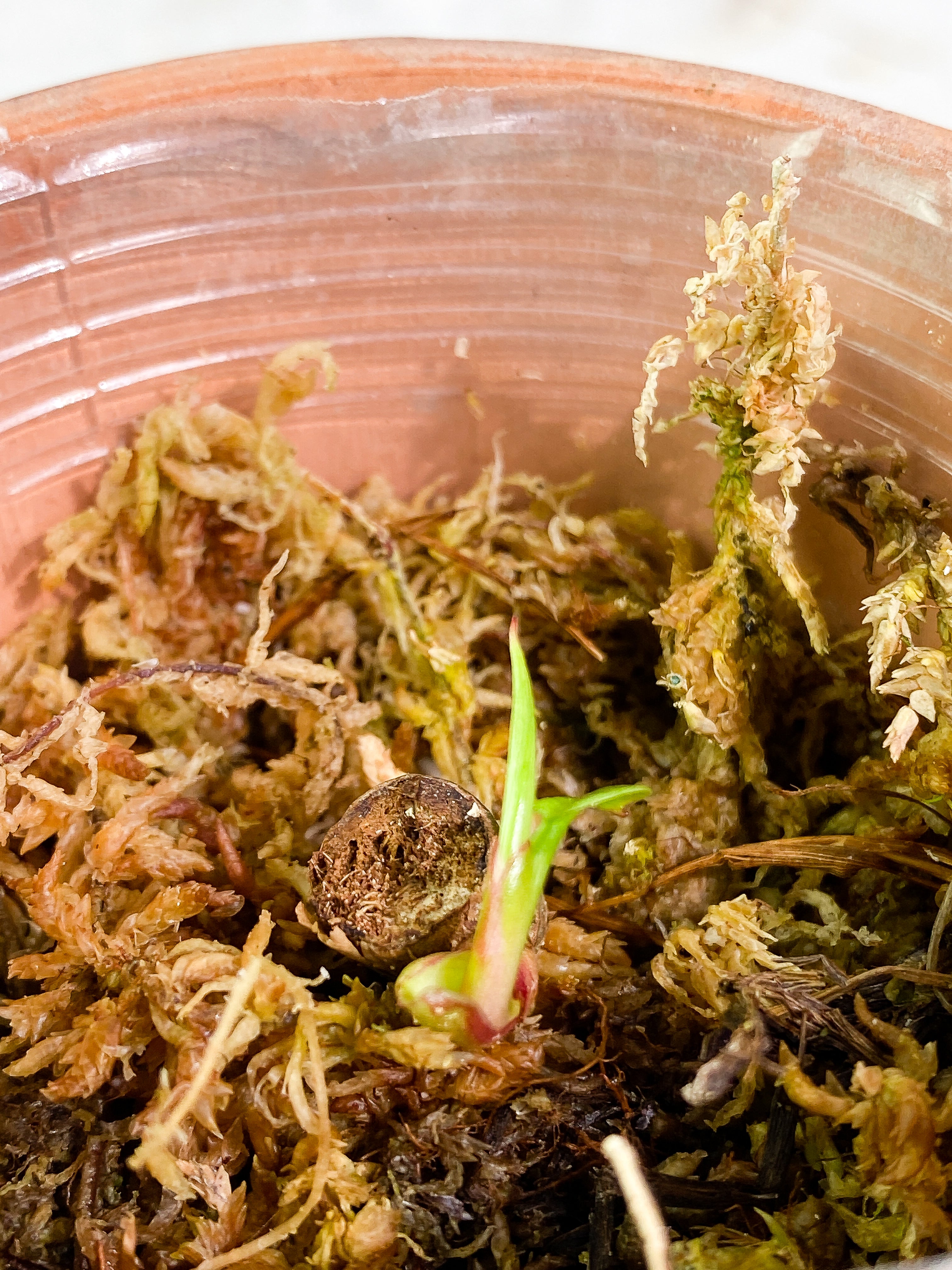 Philodendron White princess slightly rooted node 1 sprout