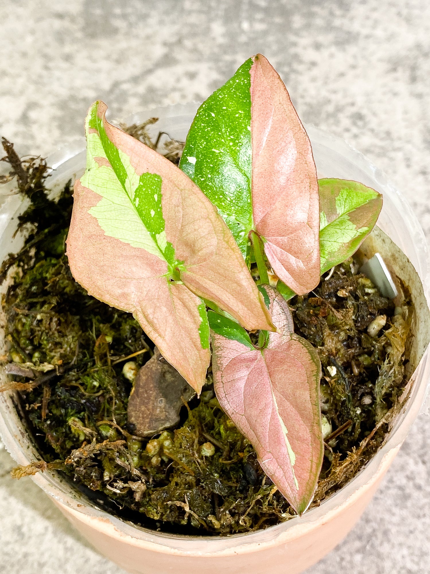 Syngonium Red Spot tricolor 4 leaves 1 sprout slightly rooted