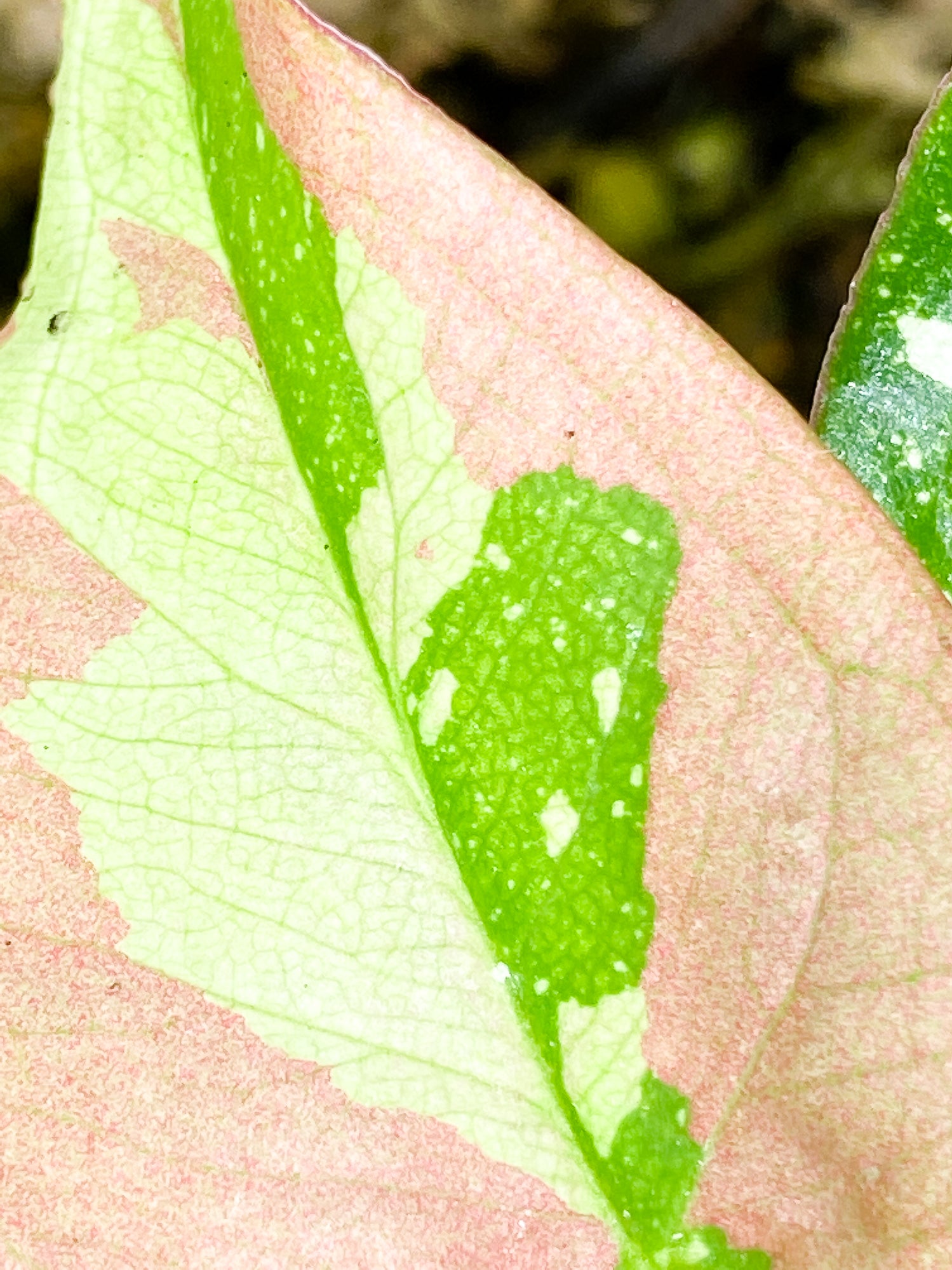 Syngonium Red Spot tricolor 4 leaves 1 sprout slightly rooted