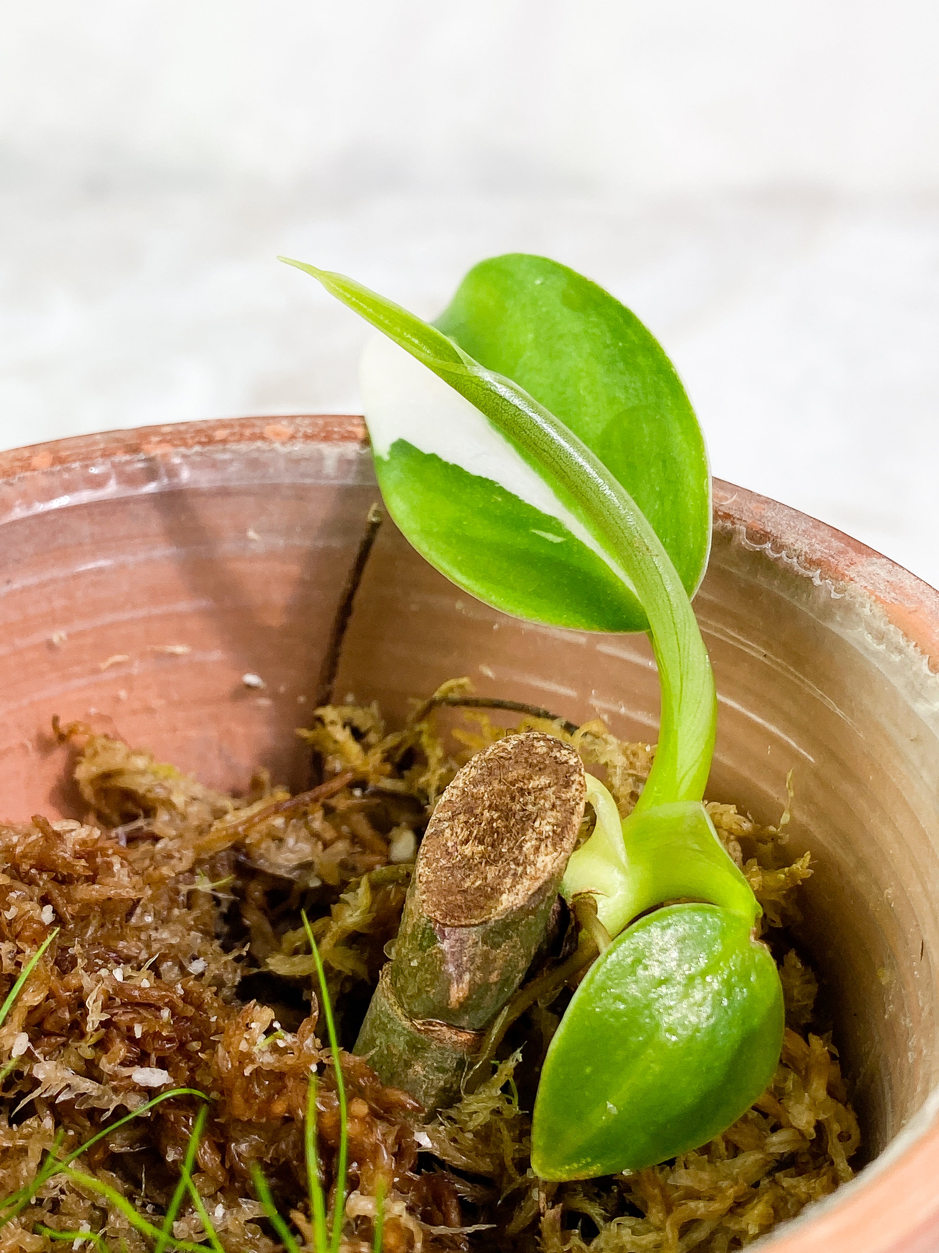 Philodendron White wizard rooted node 3 leaves highly Variegated