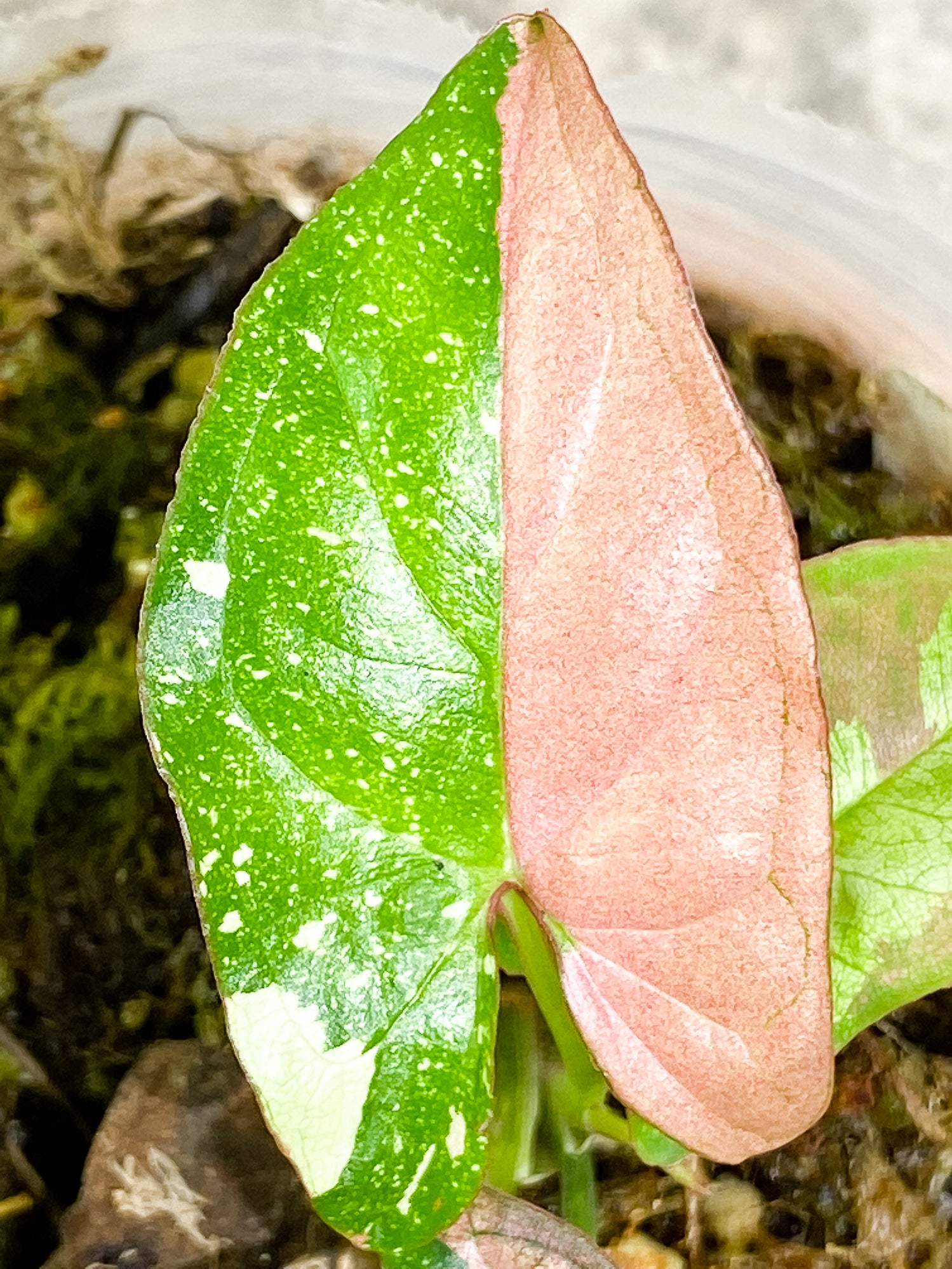 Syngonium Red Spot tricolor 4 leaves 1 sprout slightly rooted
