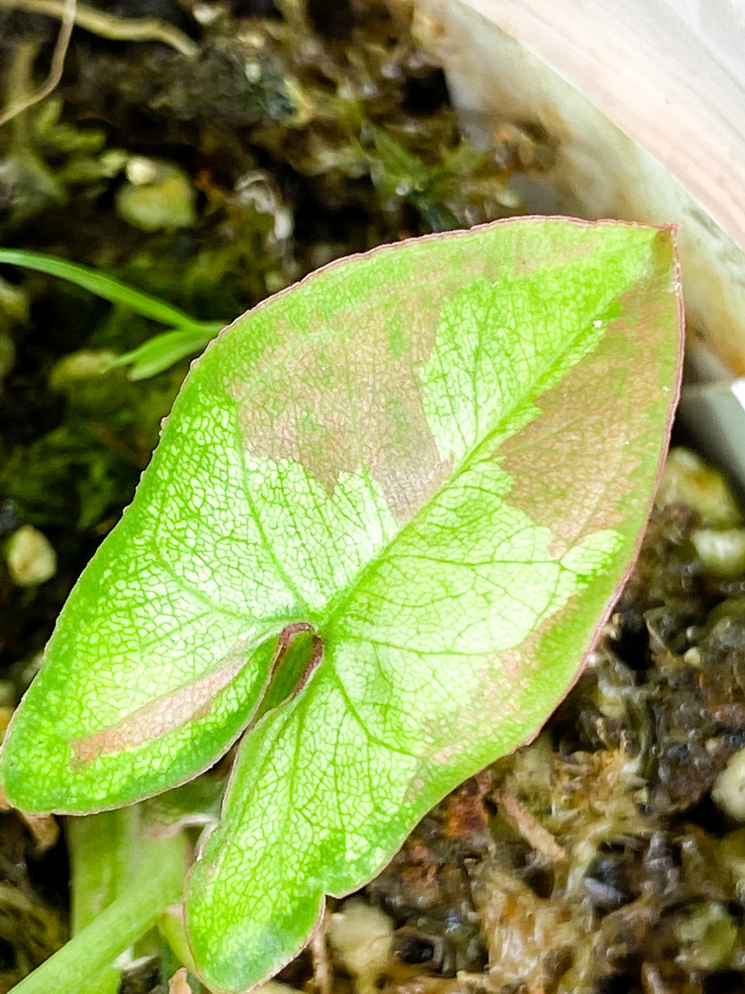 Syngonium Red Spot tricolor 4 leaves 1 sprout slightly rooted