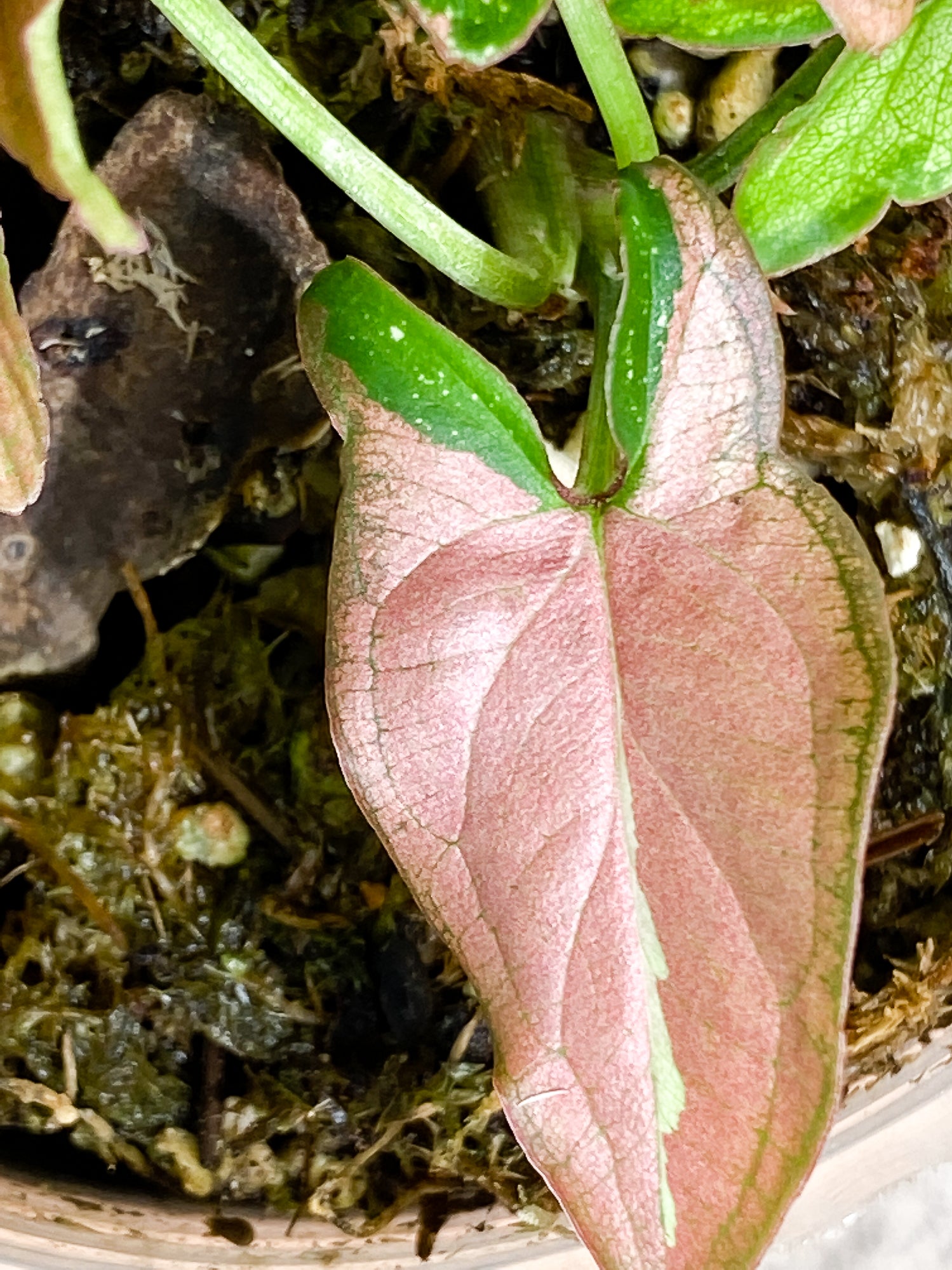 Syngonium Red Spot tricolor 4 leaves 1 sprout slightly rooted