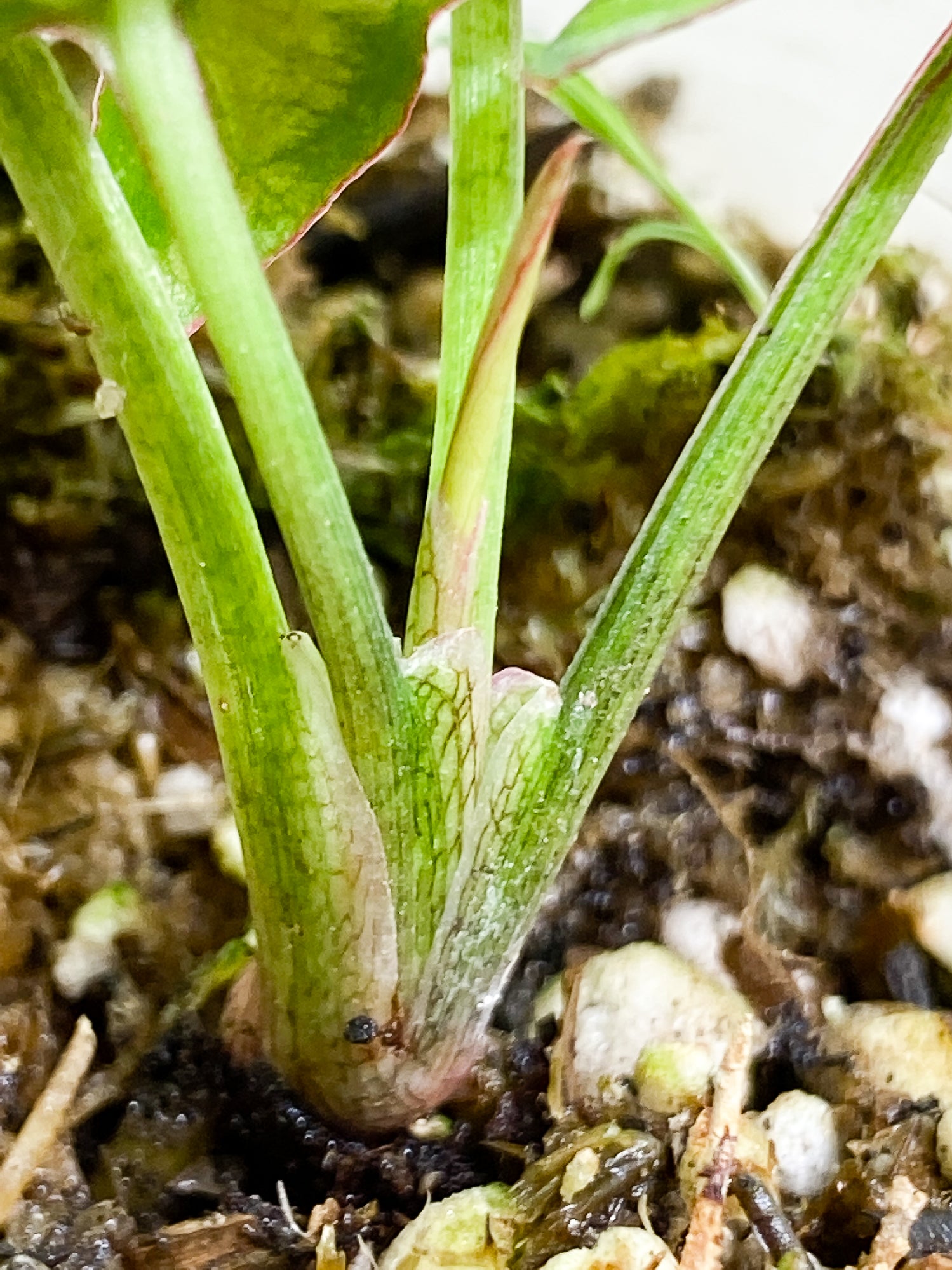 Syngonium Red Spot tricolor 4 leaves 1 sprout slightly rooted