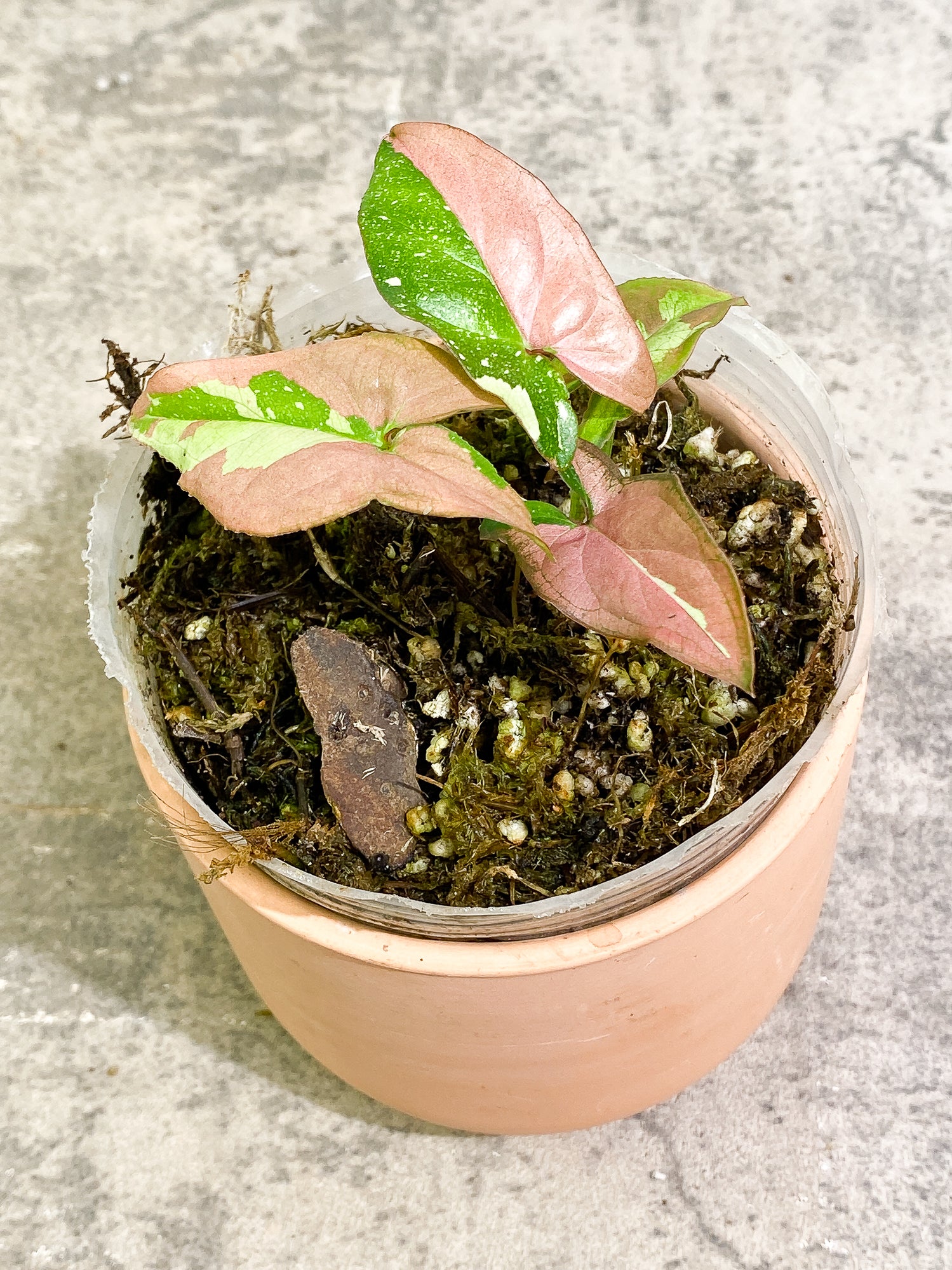 Syngonium Red Spot tricolor 4 leaves 1 sprout slightly rooted