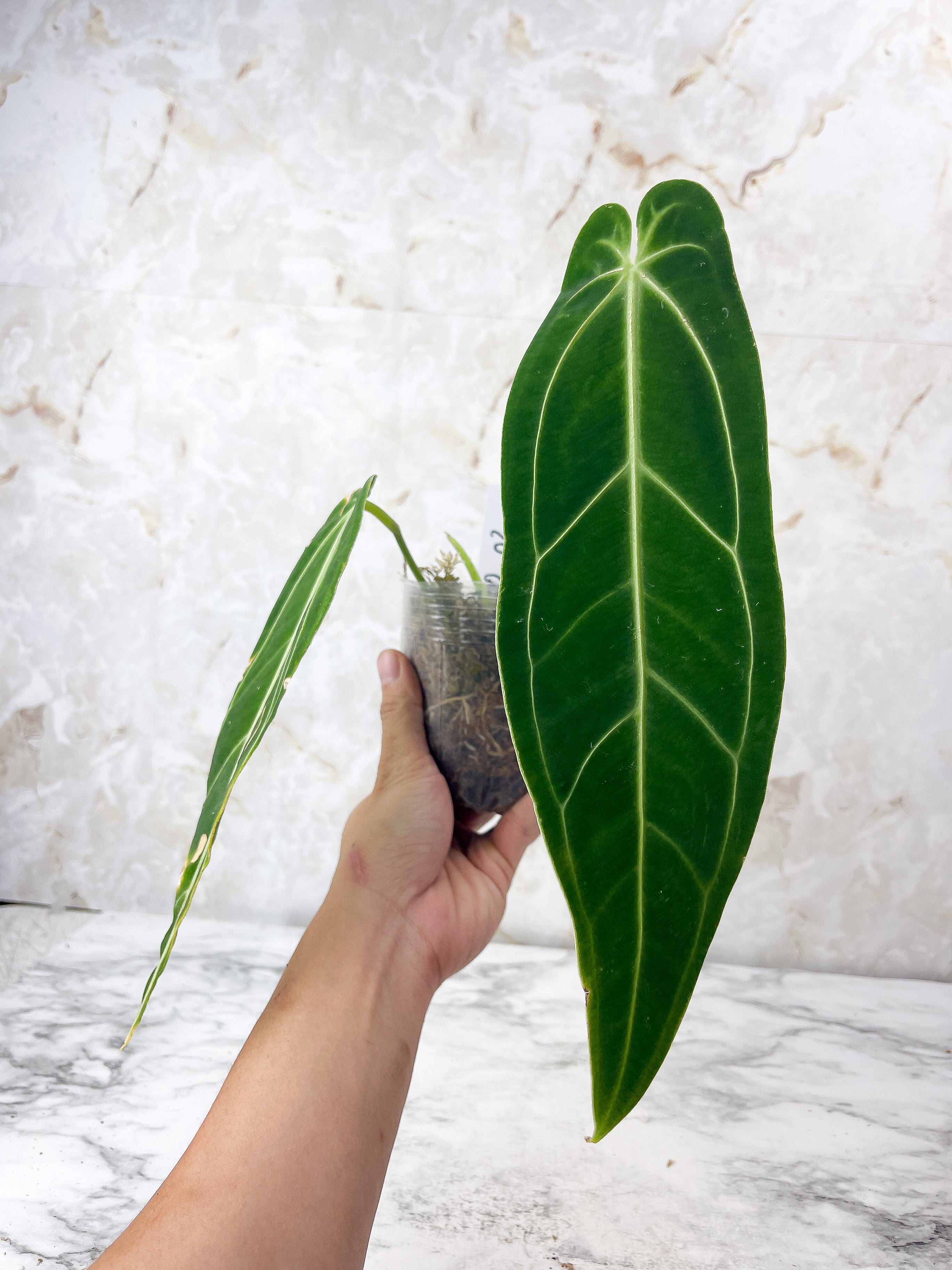 Anthurium Waroqueanum Dark and narrow Rooted