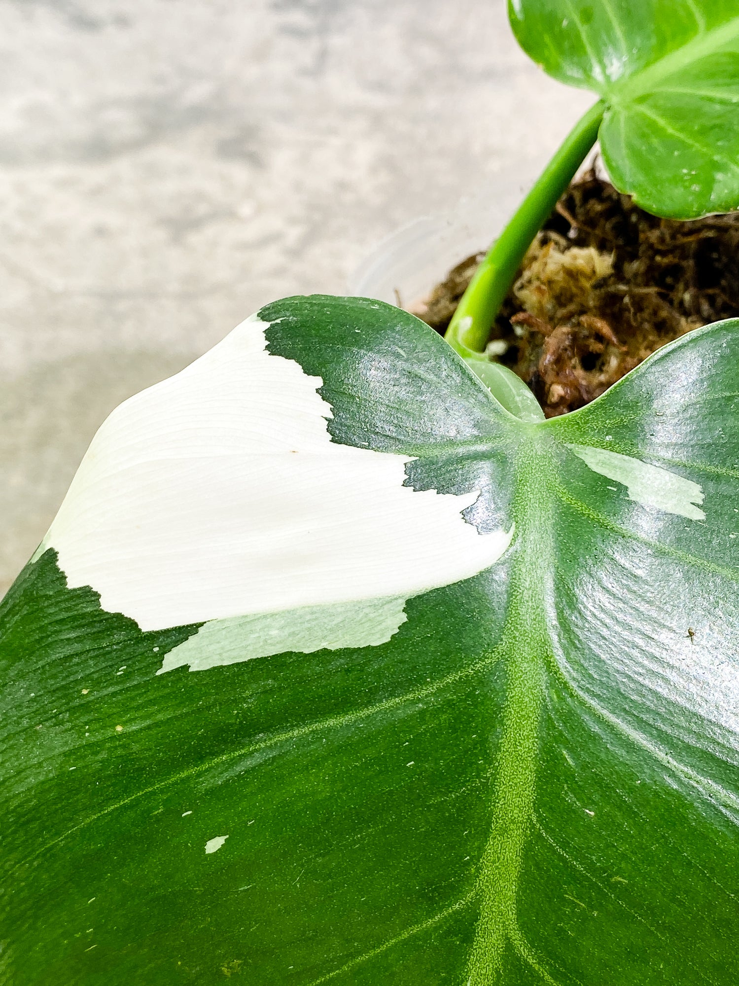 Philodendron White Wizard 2 leaves slightly rooted
