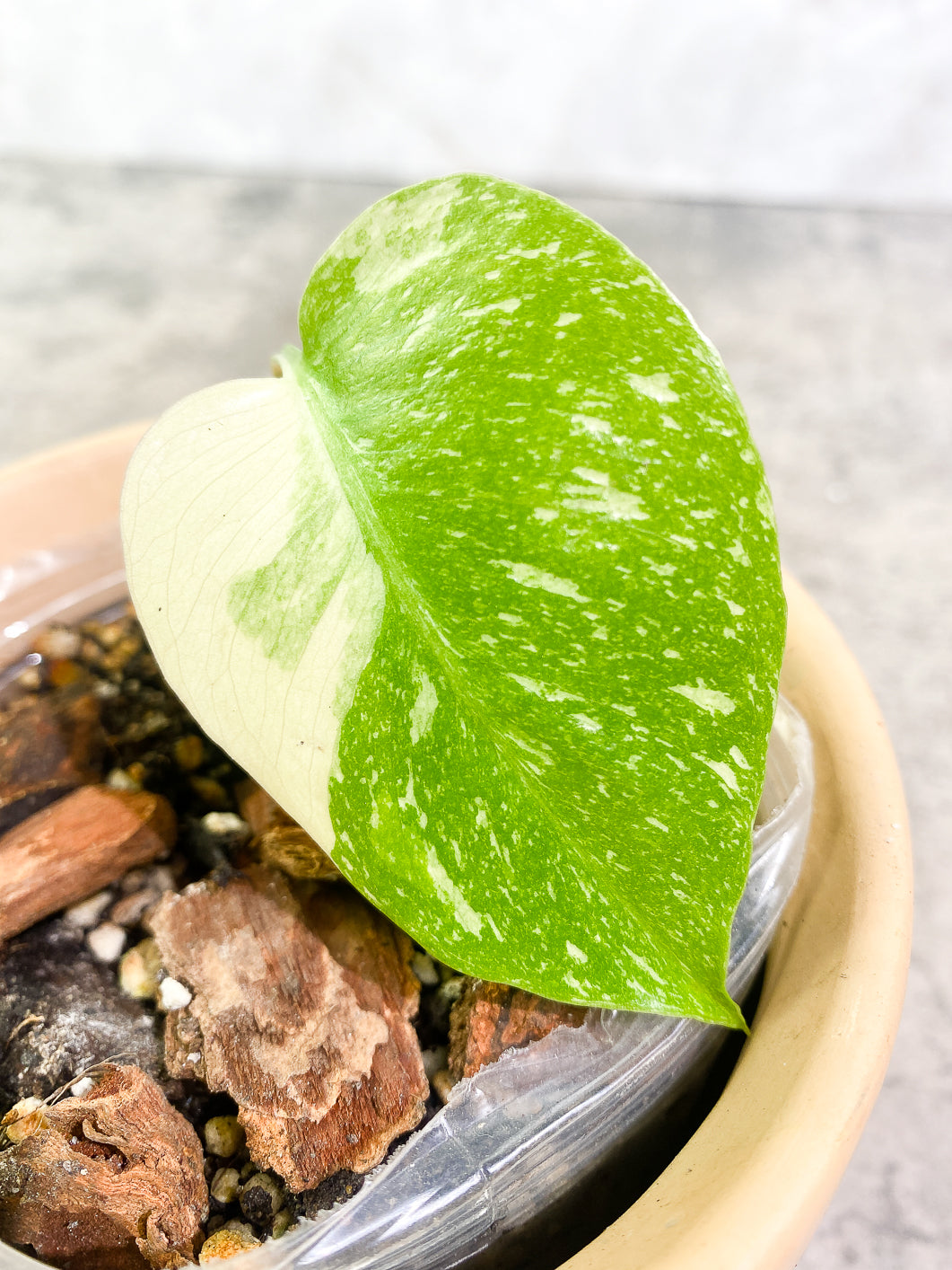 Monstera Thai Constellation 1 leaf slightly rooted