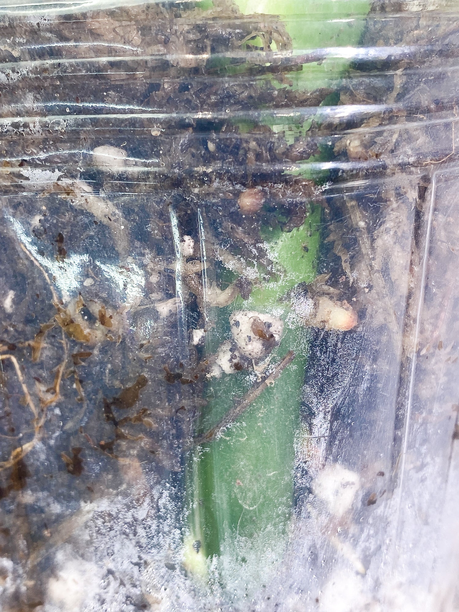 Philodendron White Wizard 2 leaves slightly rooted