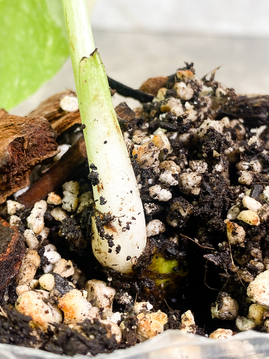 Monstera Thai Constellation 1 leaf slightly rooted