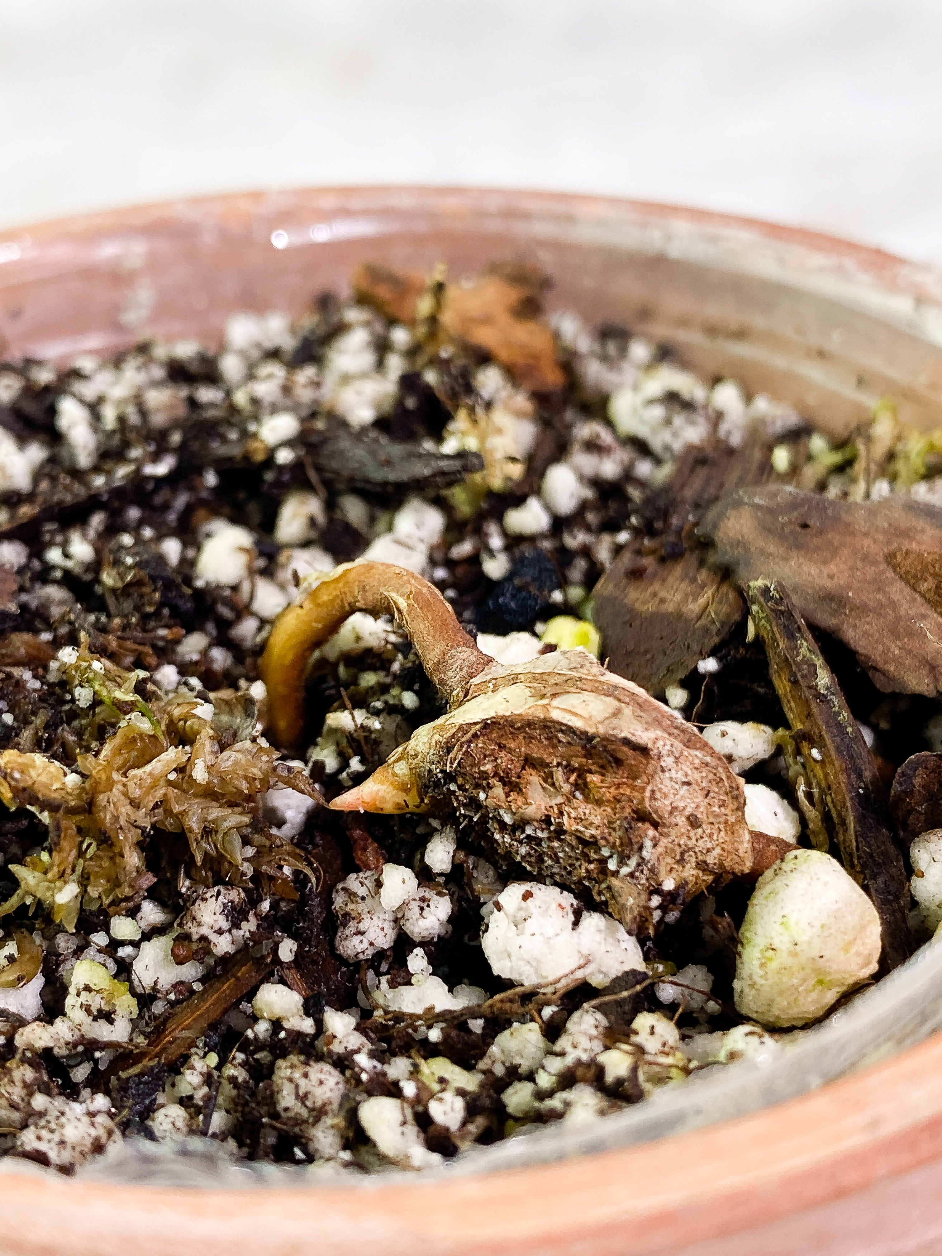 Philodendron snowdrifts rooting node 1 sprout