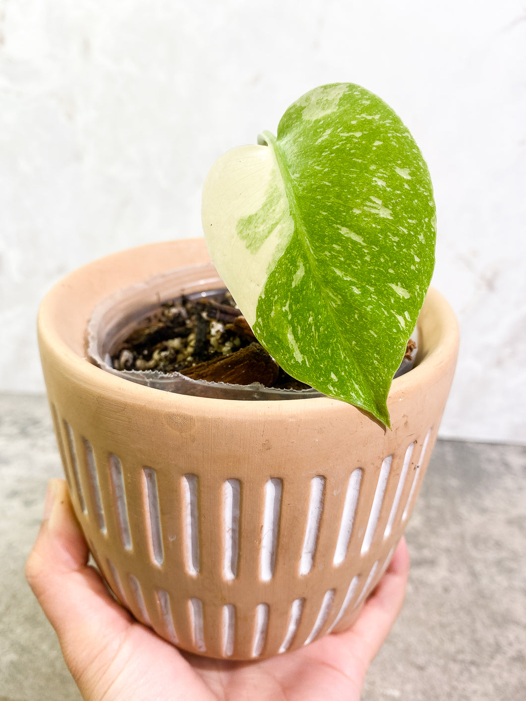 Monstera Thai Constellation 1 leaf slightly rooted
