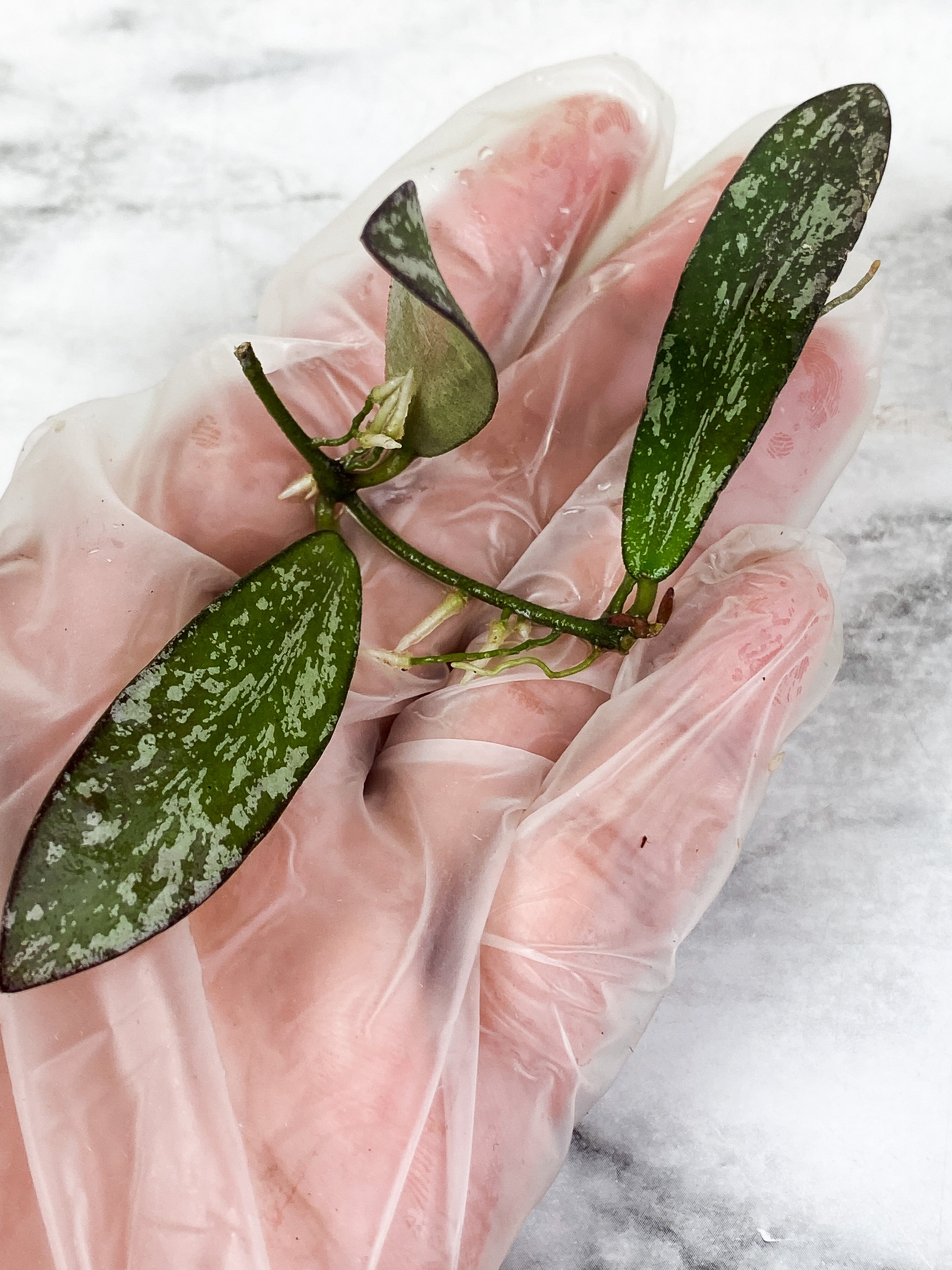 Hoya Sigilatis Slightly rooted 3 big leaves a 2 small baby leaves