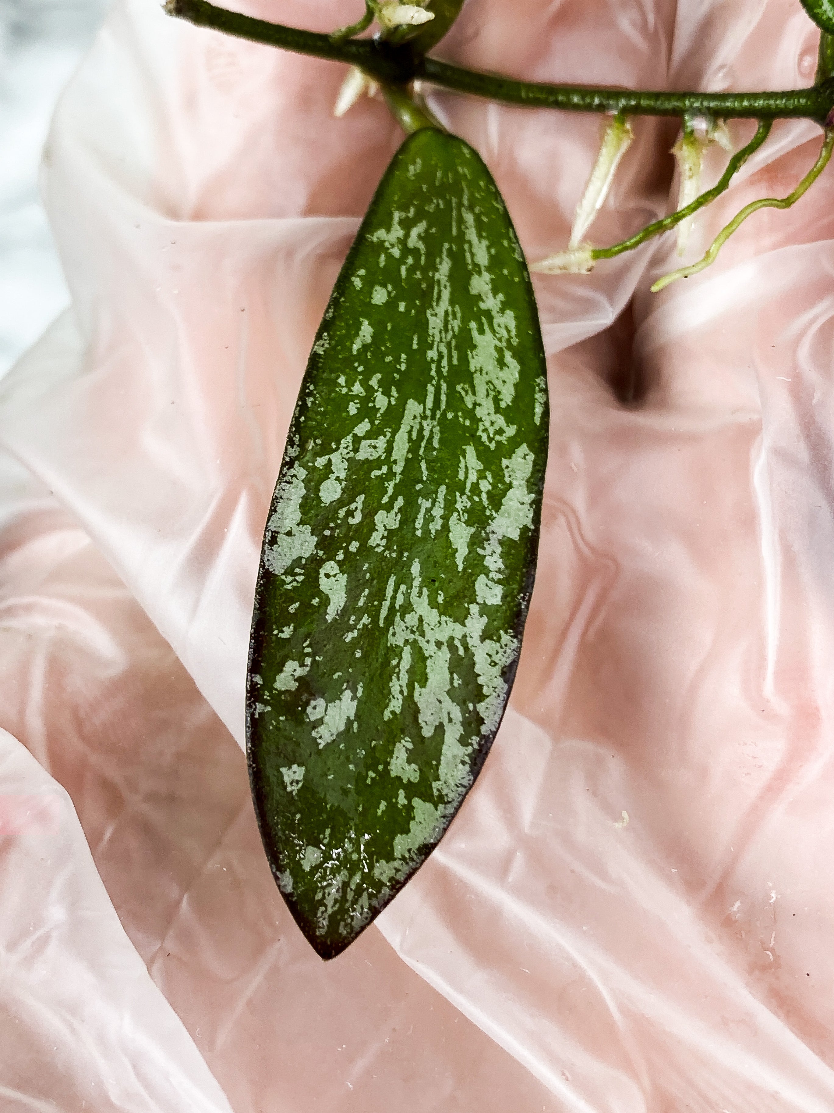 Hoya Sigilatis Slightly rooted 3 big leaves a 2 small baby leaves
