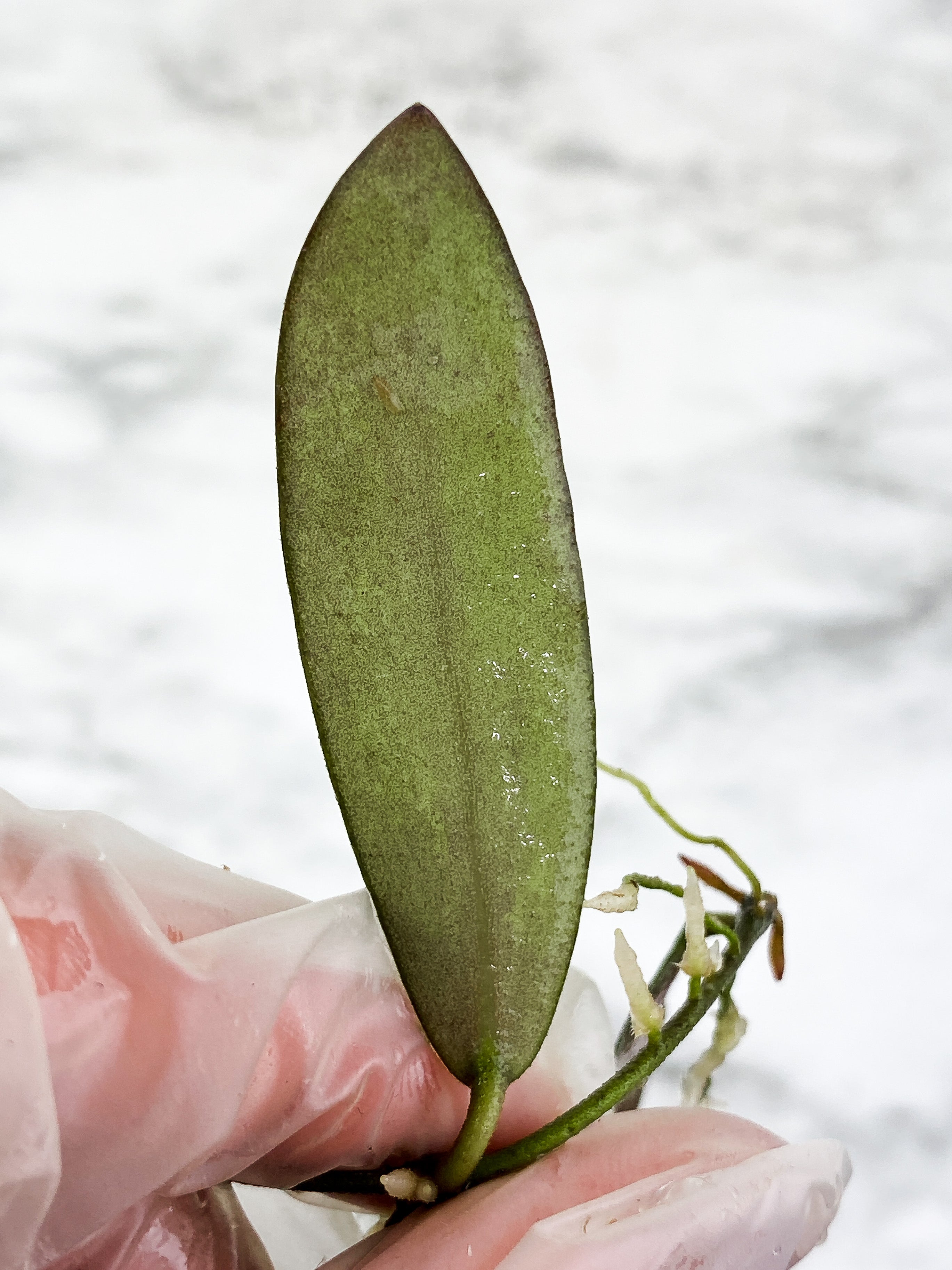 Hoya Sigilatis Slightly rooted 3 big leaves a 2 small baby leaves