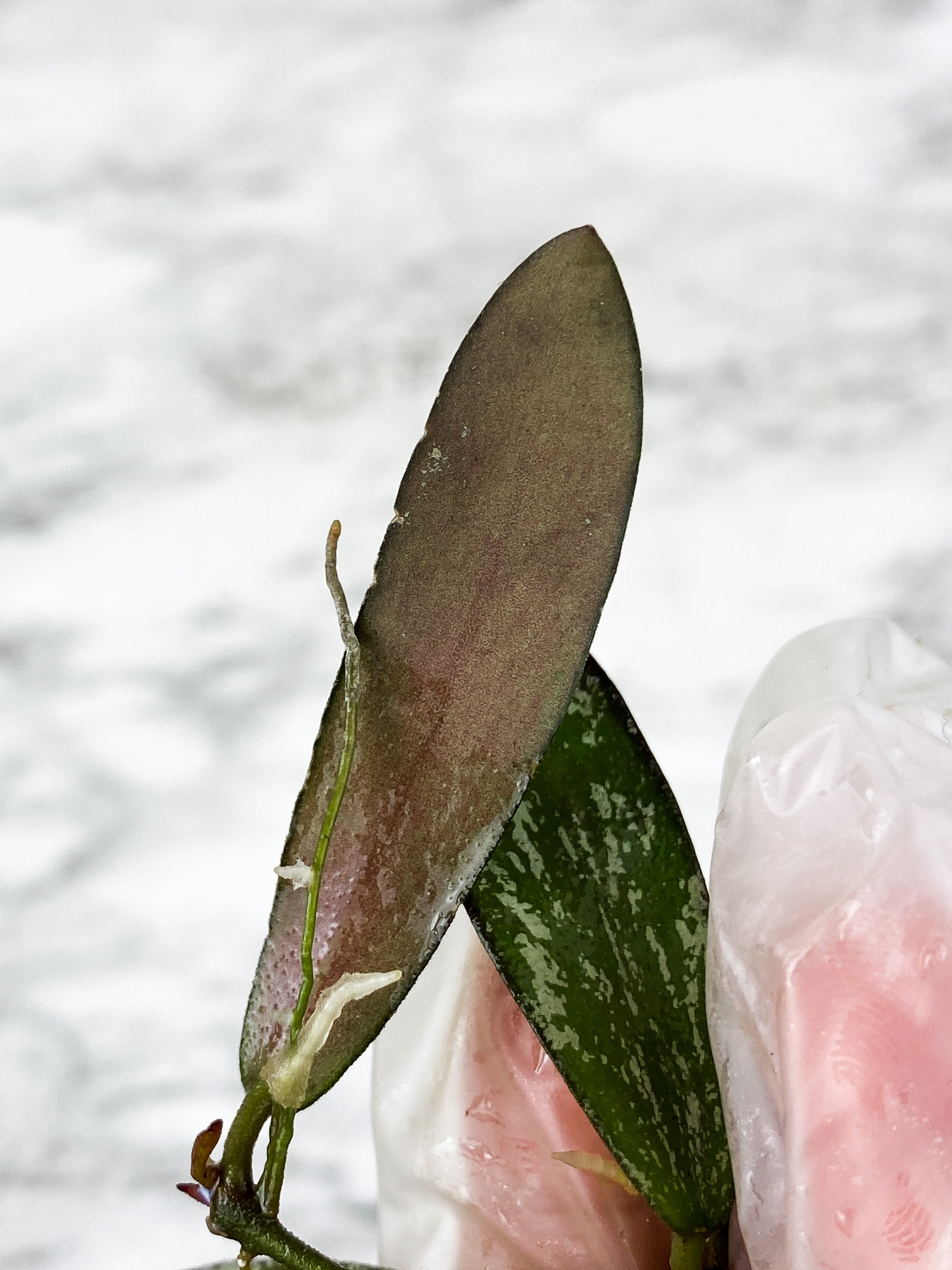 Hoya Sigilatis Slightly rooted 3 big leaves a 2 small baby leaves