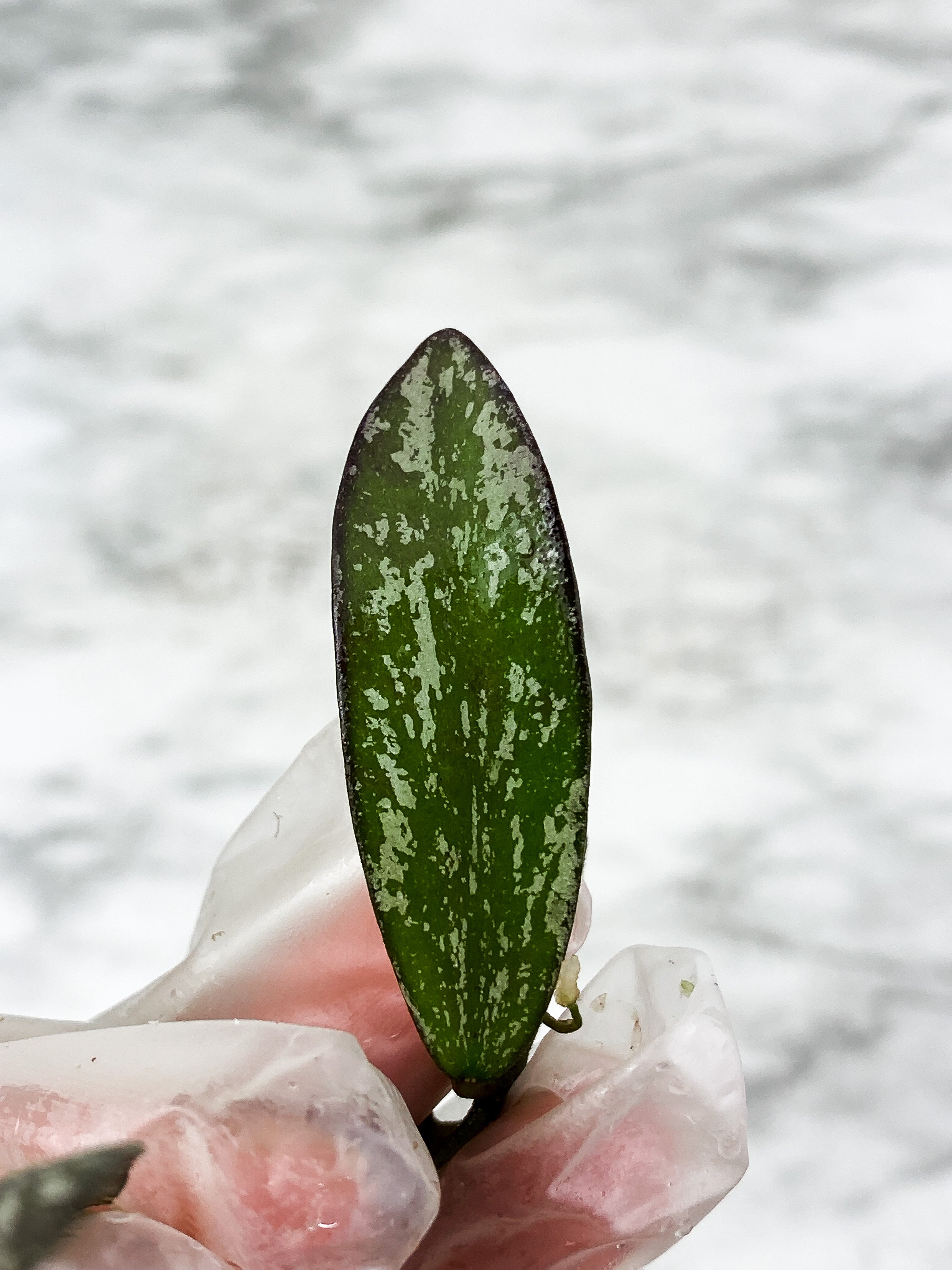 Hoya Sigilatis Slightly rooted 3 big leaves a 2 small baby leaves