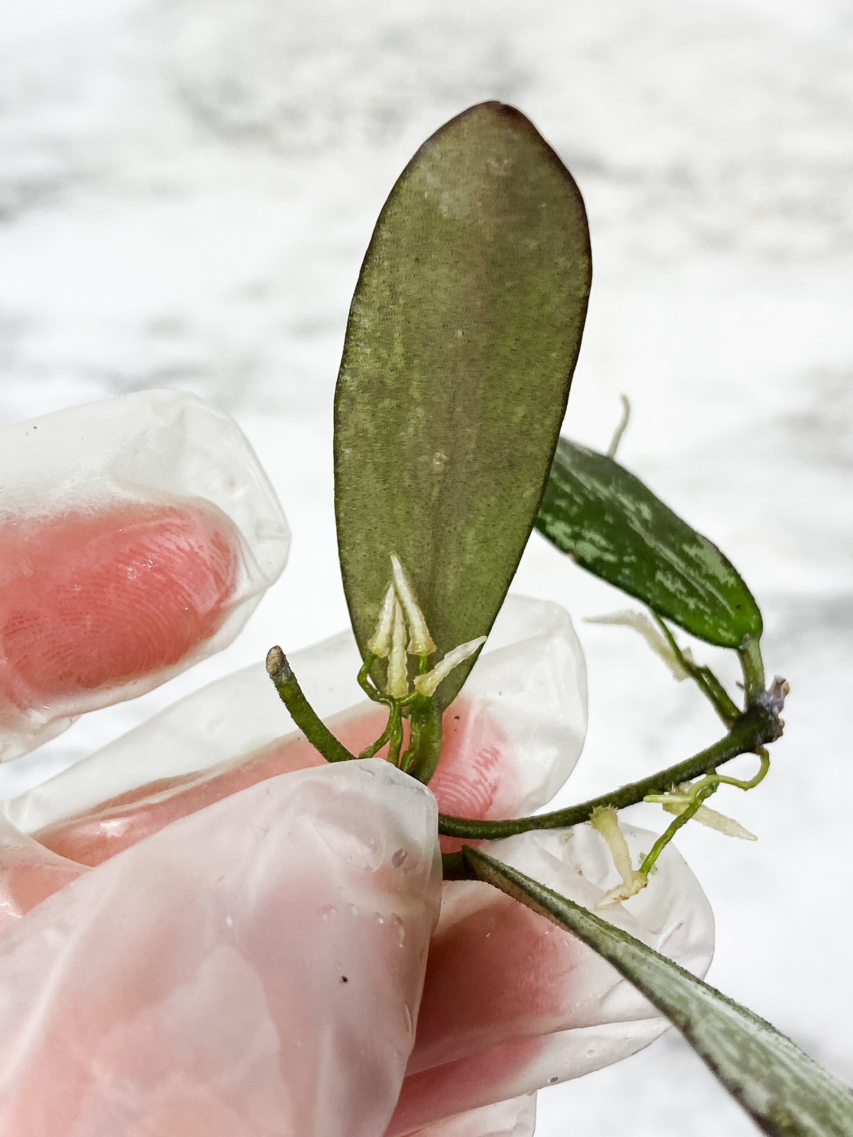 Hoya Sigilatis Slightly rooted 3 big leaves a 2 small baby leaves