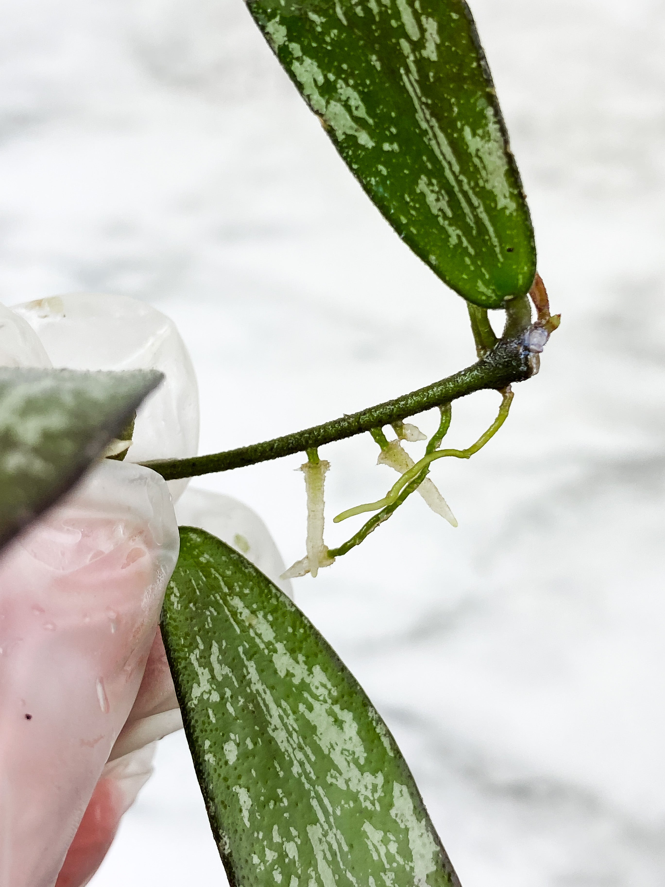 Hoya Sigilatis Slightly rooted 3 big leaves a 2 small baby leaves