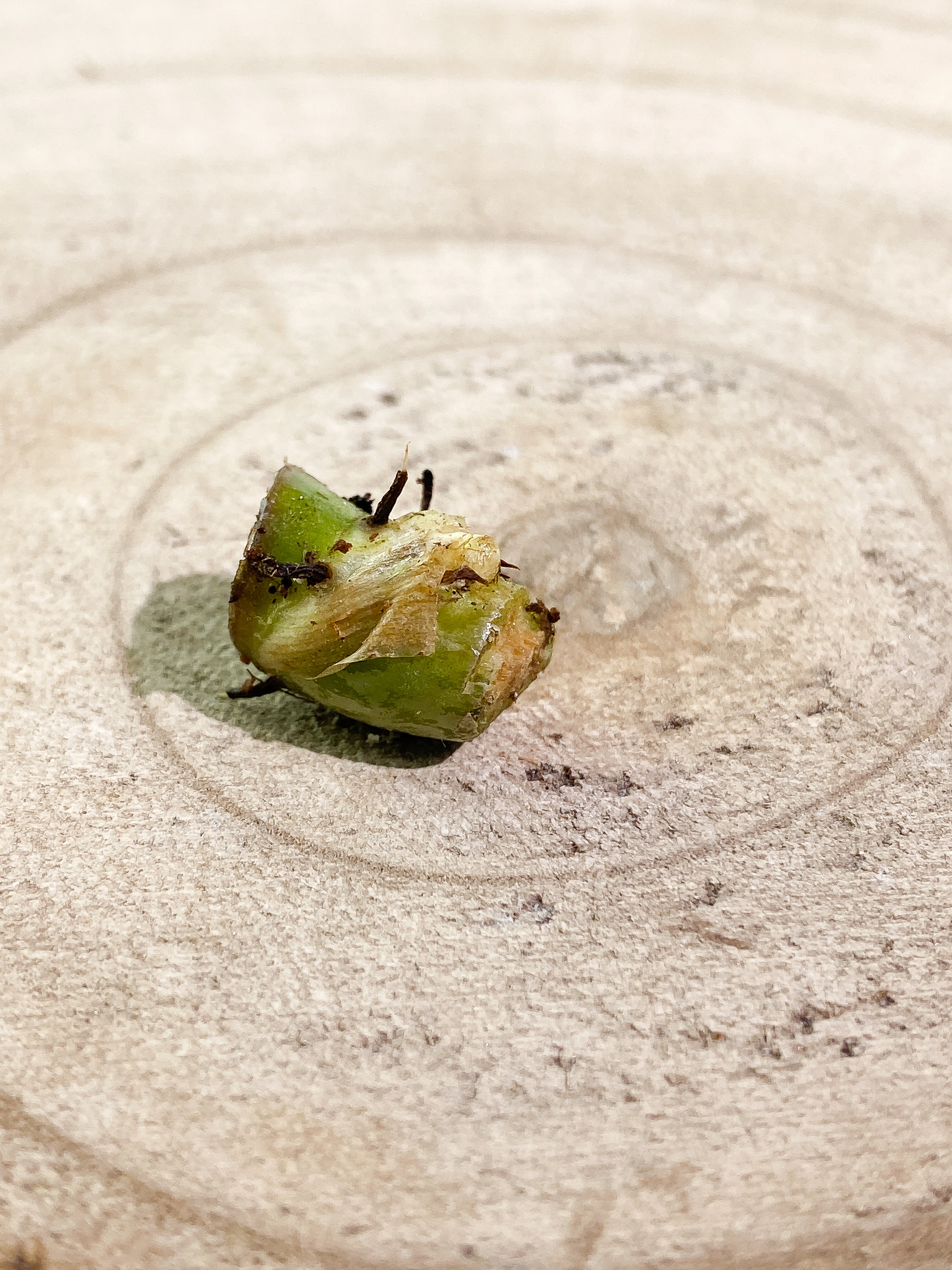 Philodendron verrucosum carmin urooted node
