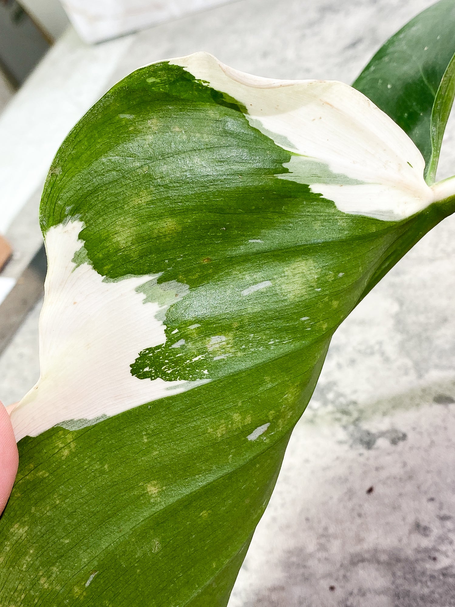 Philodendron White Wizard 1 giant leaf 1 sprout slightly rooted