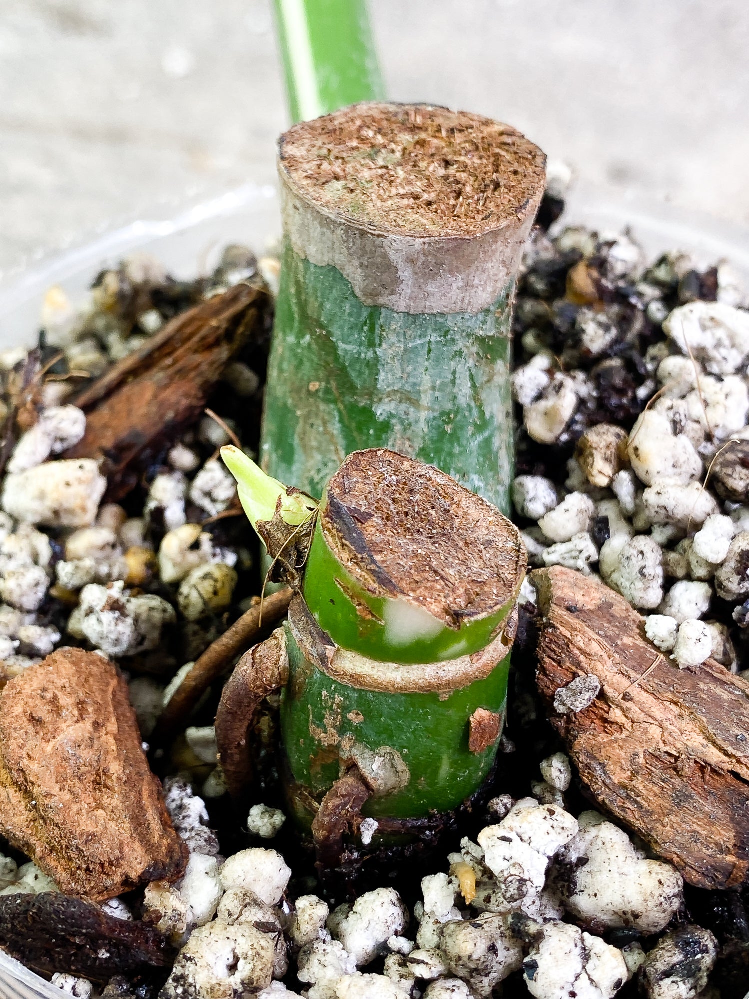 Philodendron White Wizard 1 giant leaf 1 sprout slightly rooted