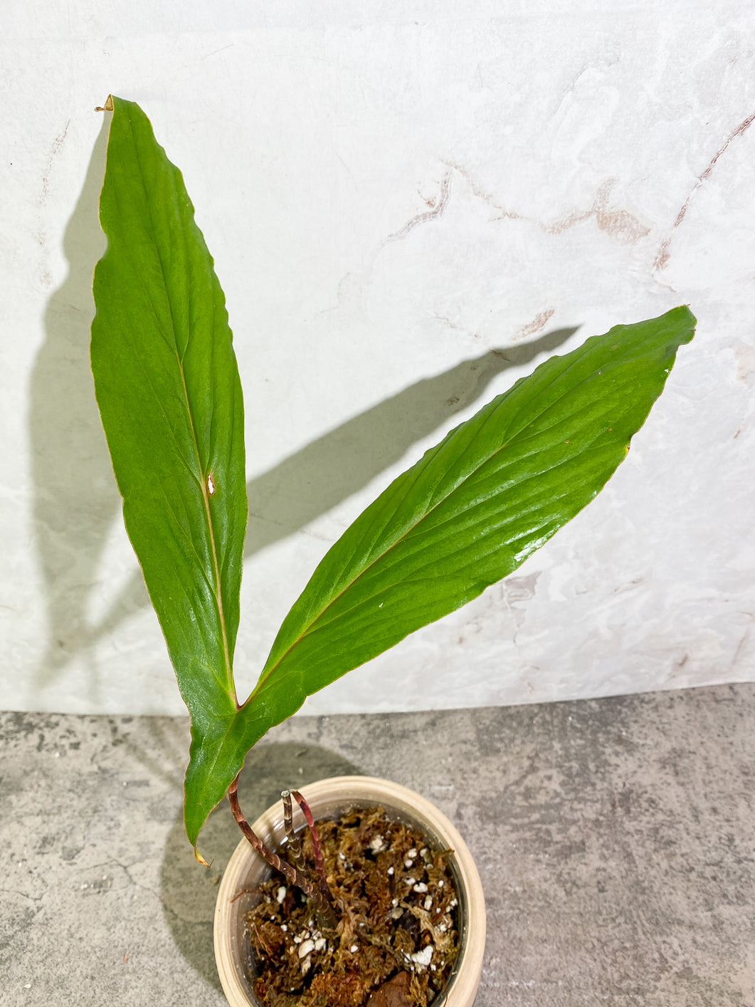 Cyrtosperma Hambalii 1 large leaf 1 sprout rooted in moss
