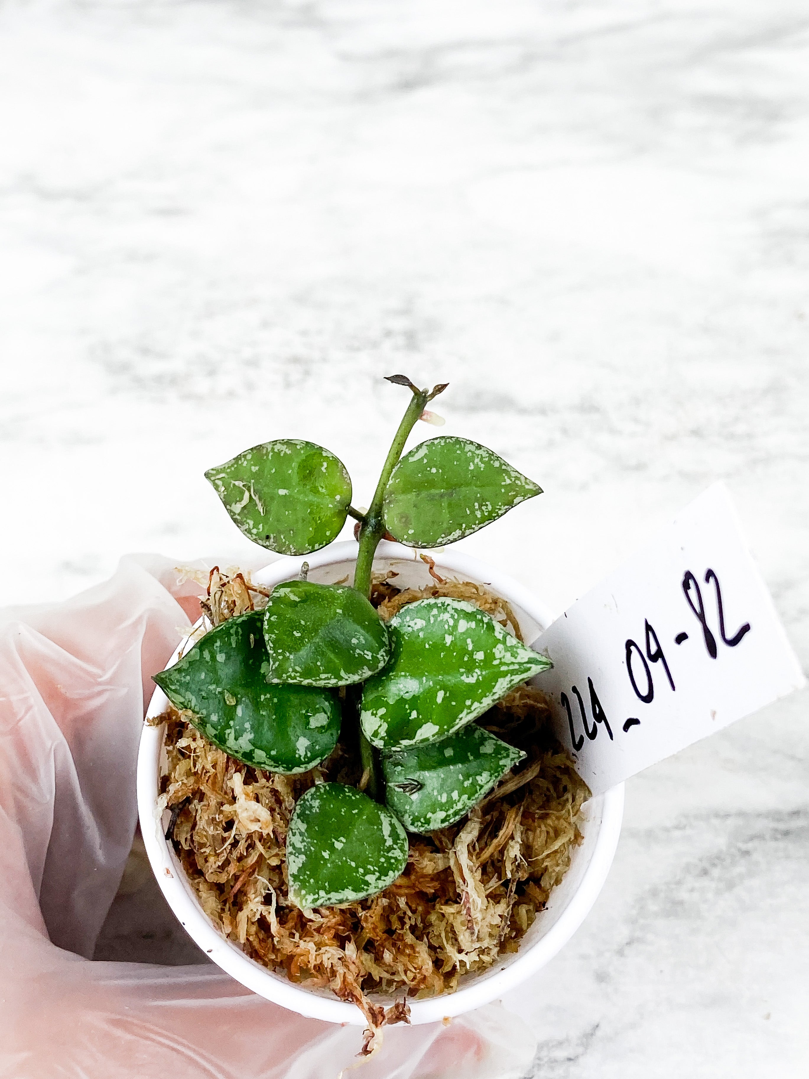 Hoya Krohniana Silver 9 leaves Rooted