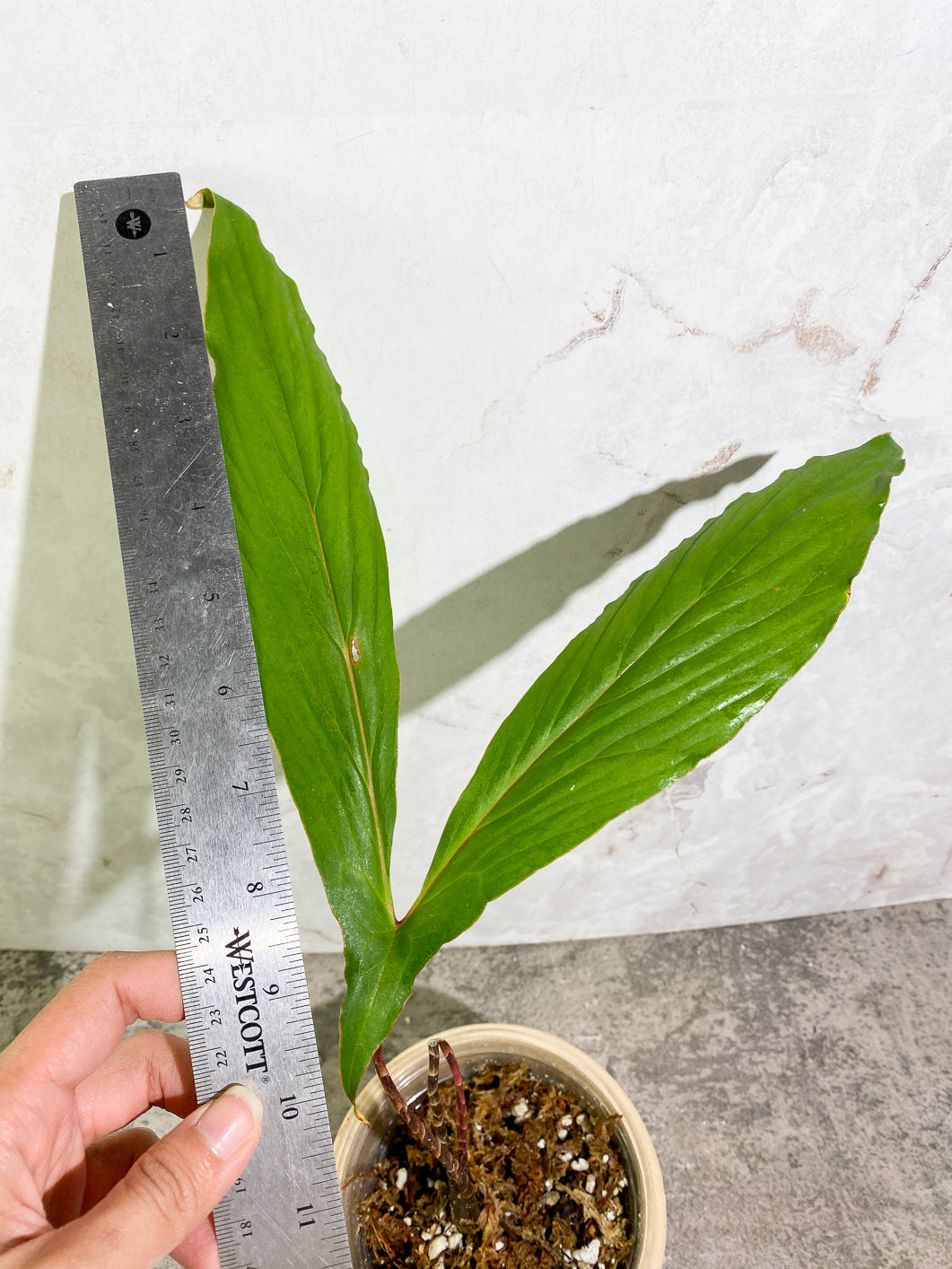 Cyrtosperma Hambalii 1 large leaf 1 sprout rooted in moss
