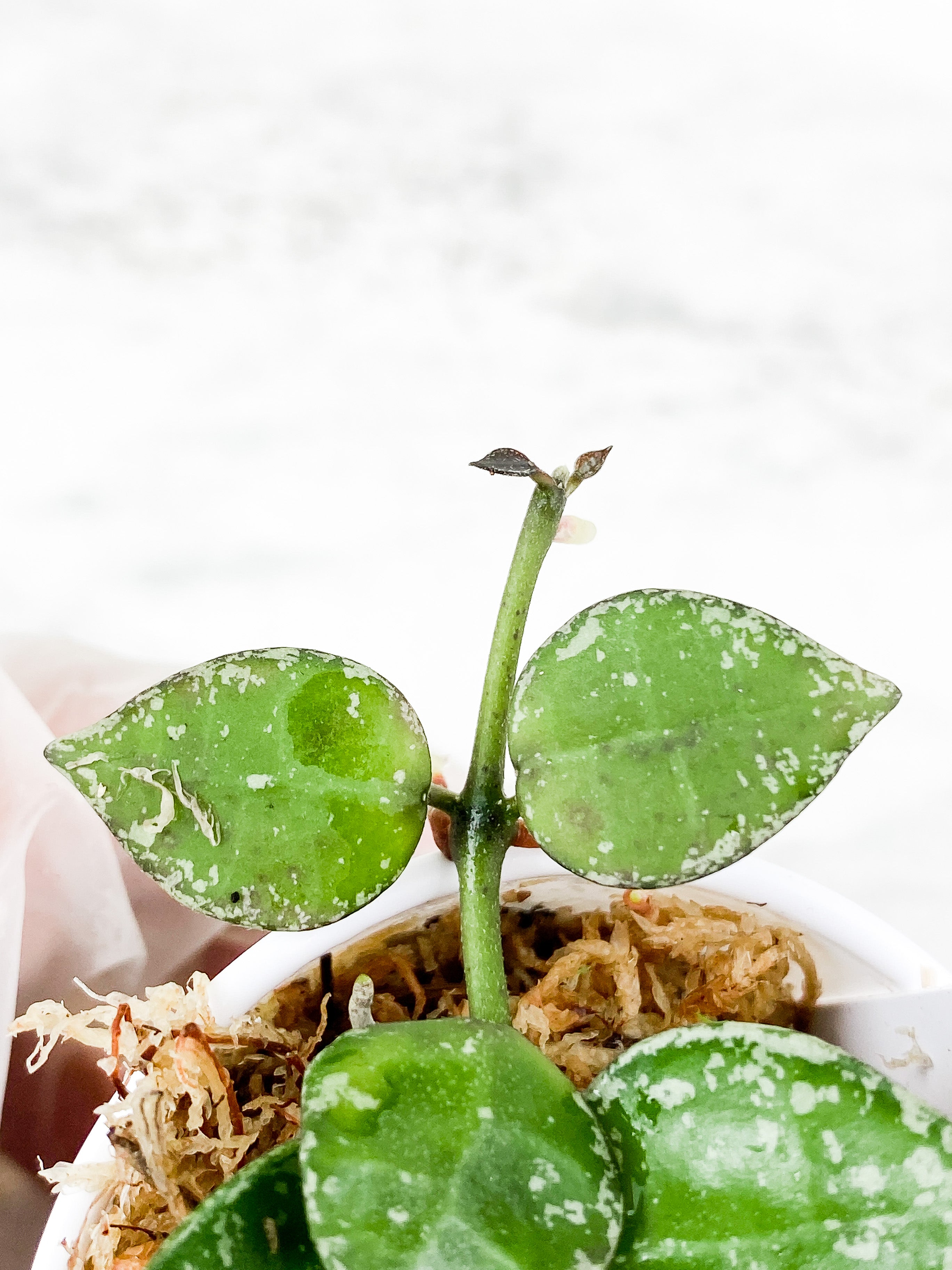 Hoya Krohniana Silver 9 leaves Rooted