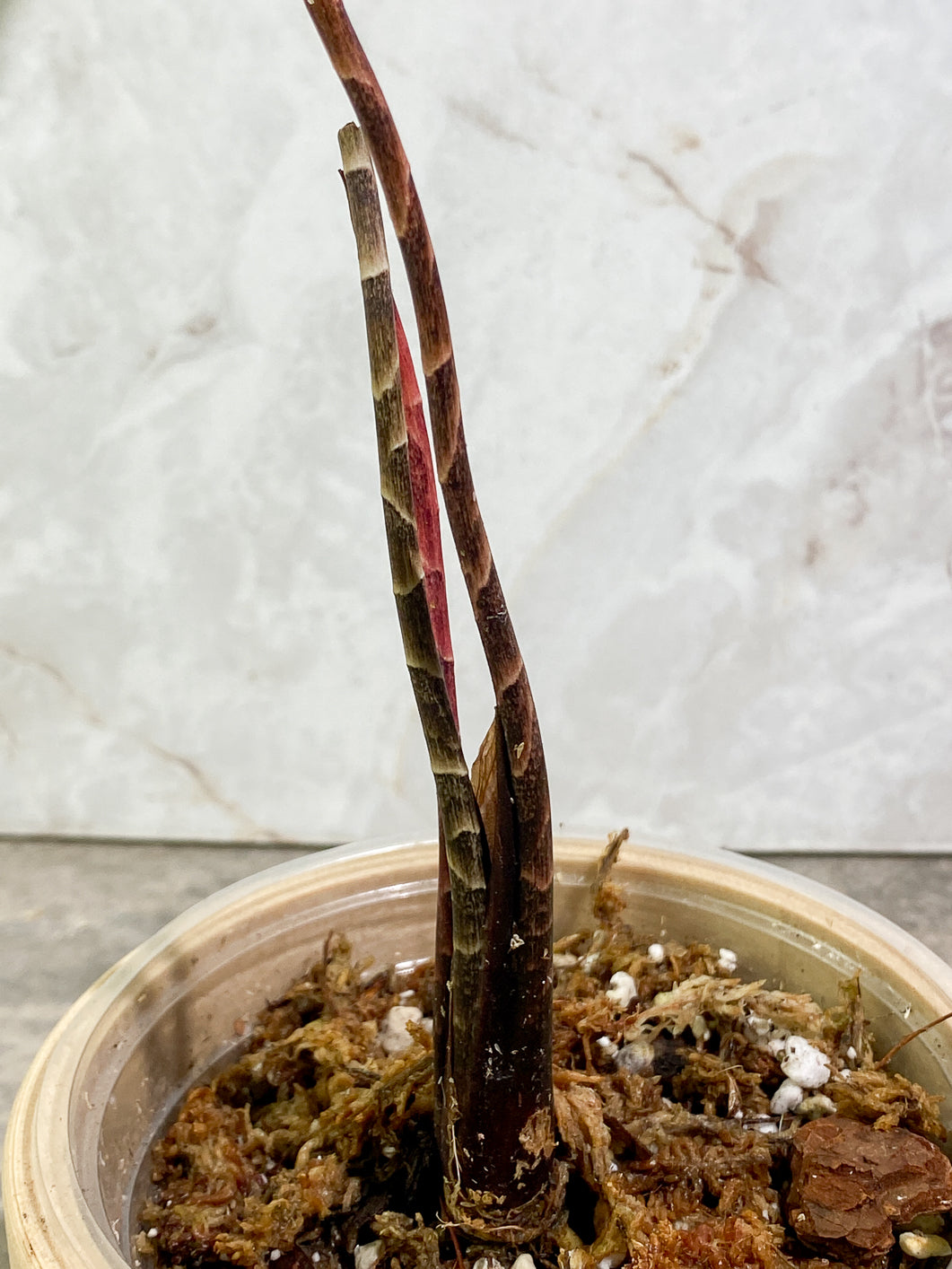 Cyrtosperma Hambalii 1 large leaf 1 sprout rooted in moss