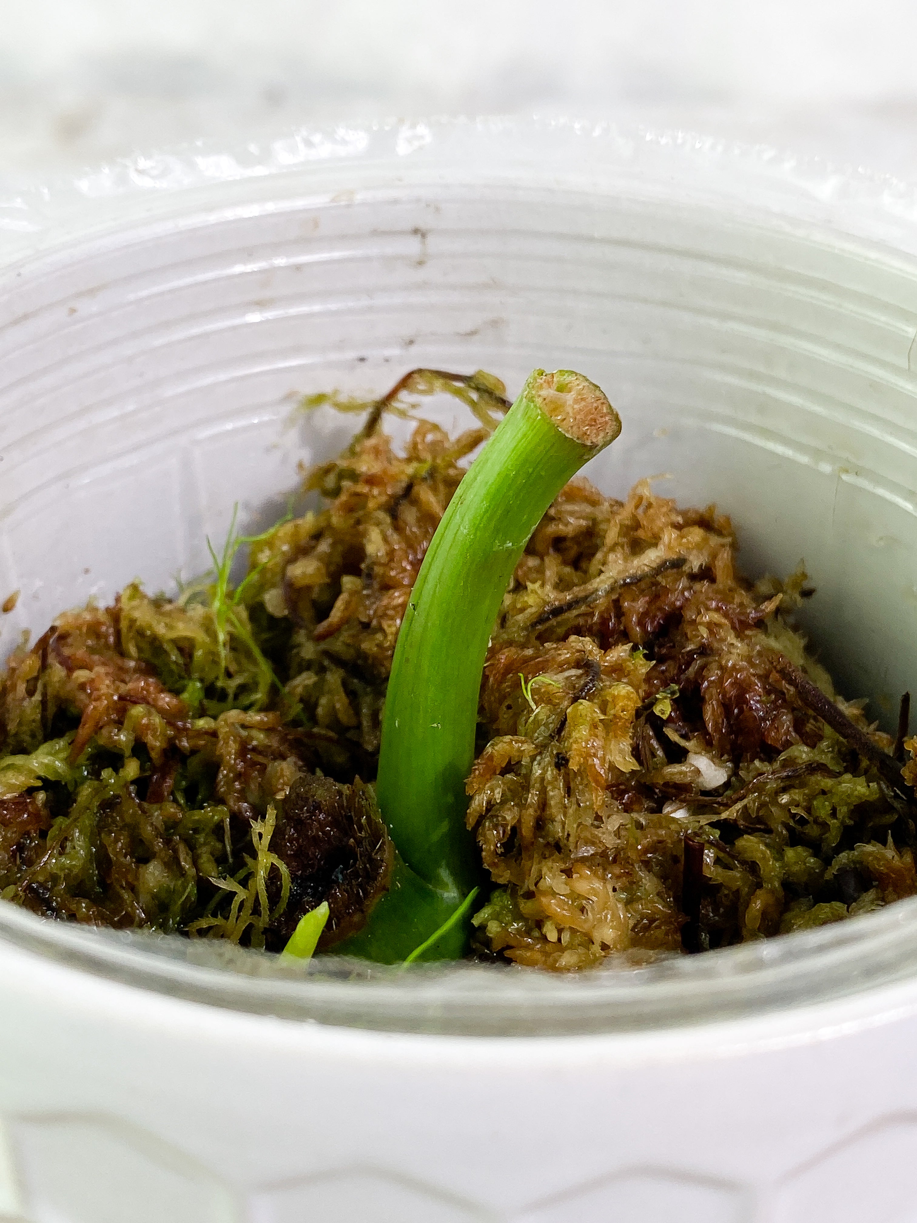 Philodendron Paraiso Verde rooting node with 1 sprout
