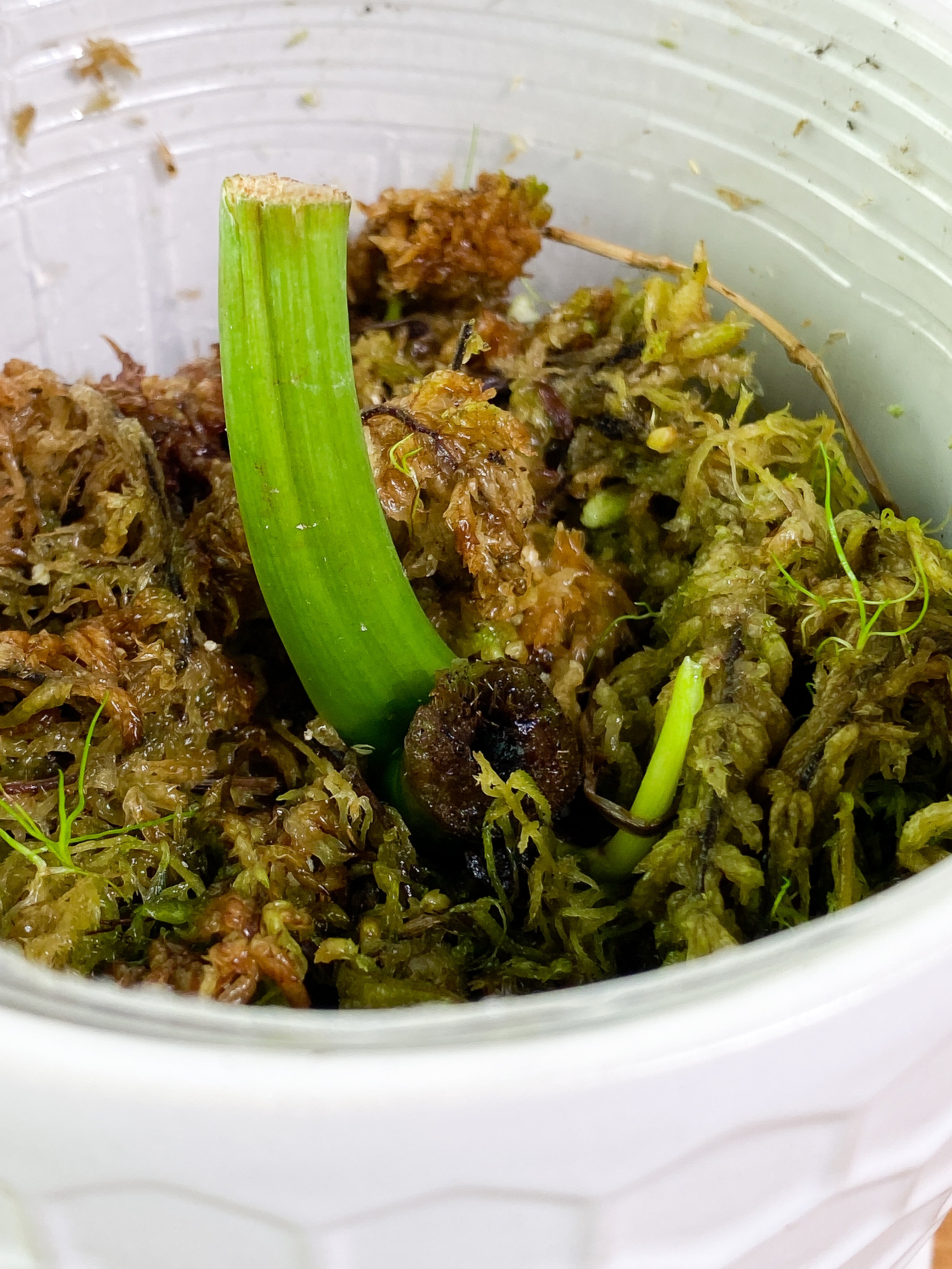 Philodendron Paraiso Verde rooting node with 1 sprout