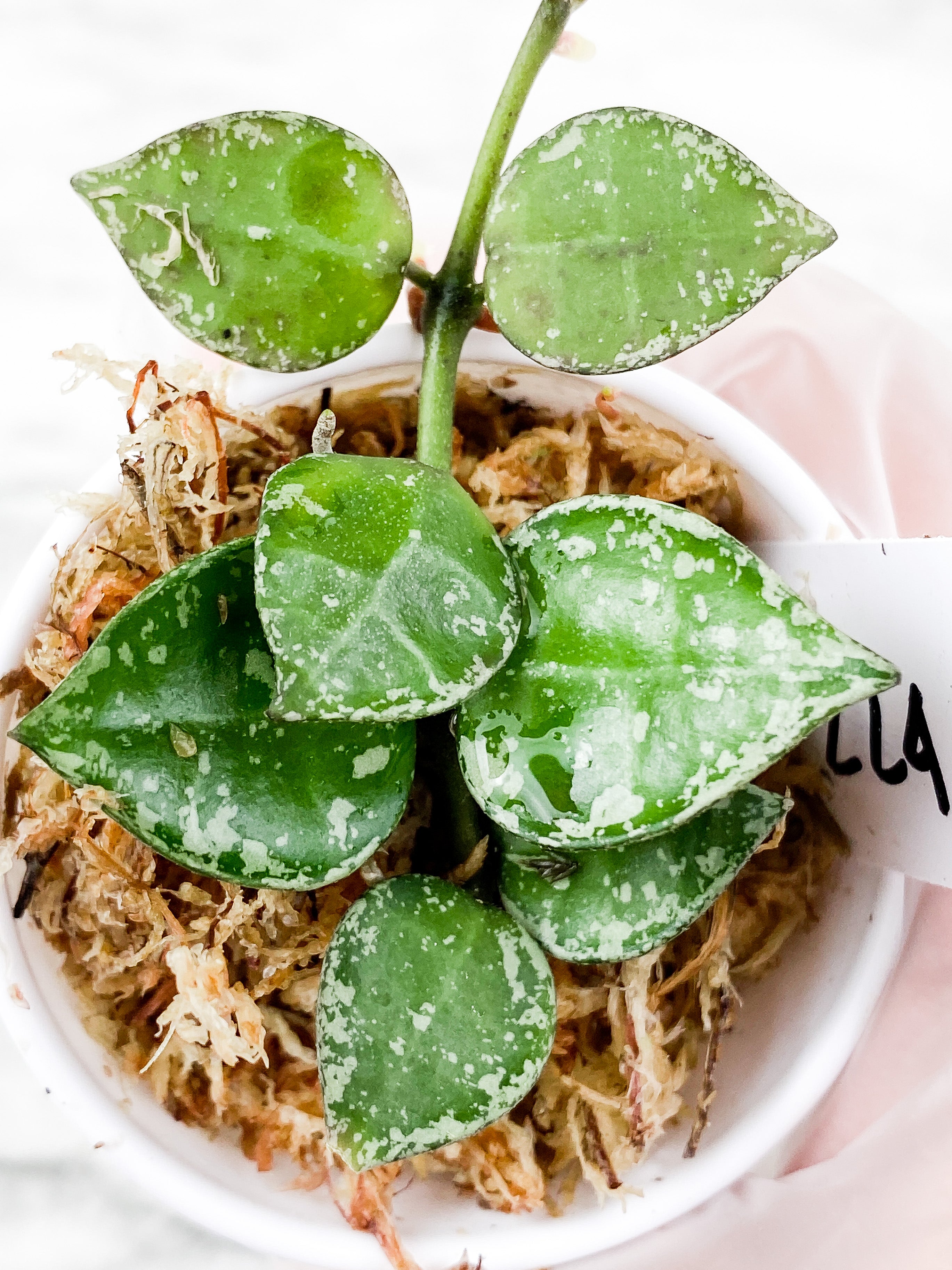 Hoya Krohniana Silver 9 leaves Rooted
