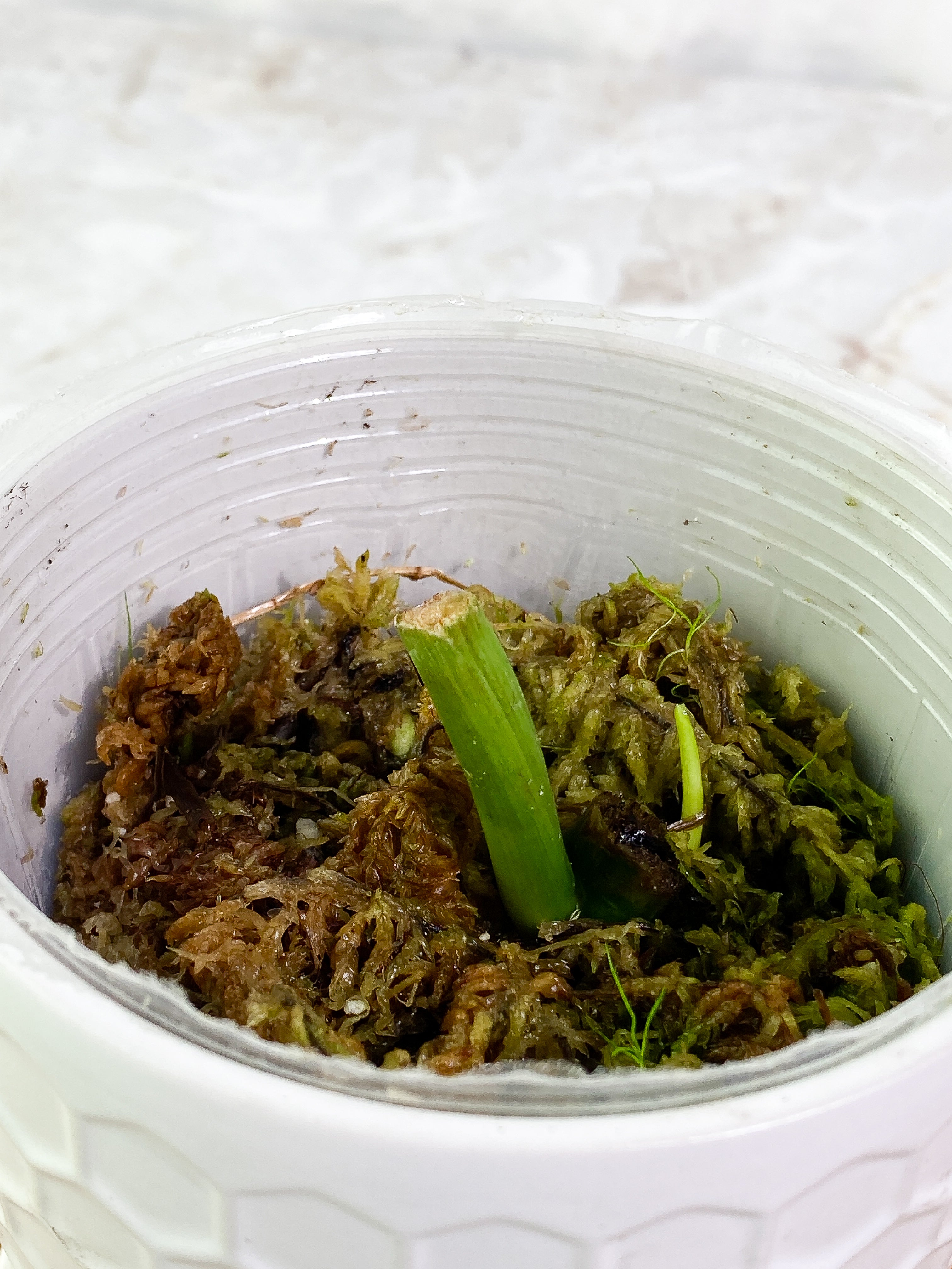 Philodendron Paraiso Verde rooting node with 1 sprout