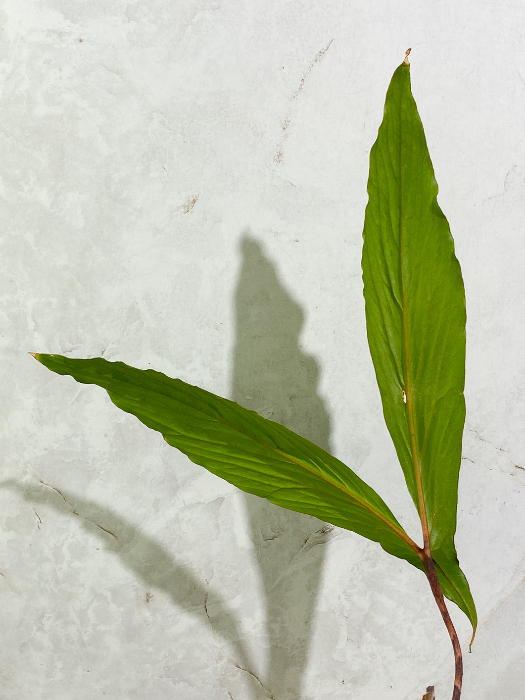 Cyrtosperma Hambalii 1 large leaf 1 sprout rooted in moss