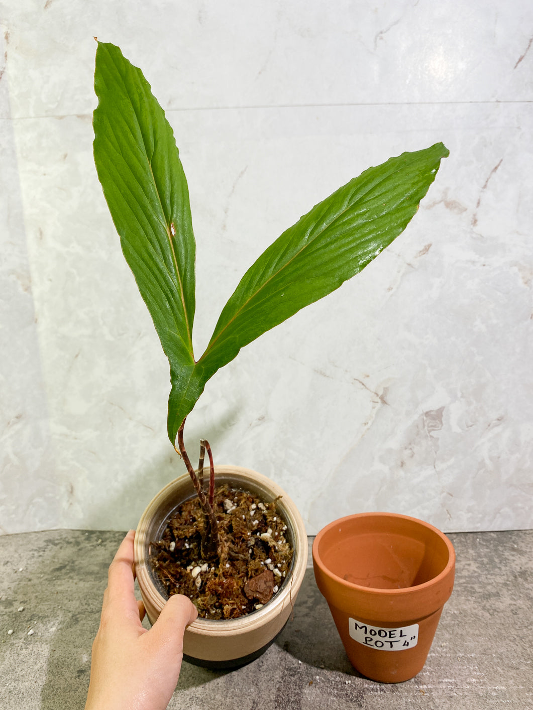 Cyrtosperma Hambalii 1 large leaf 1 sprout rooted in moss
