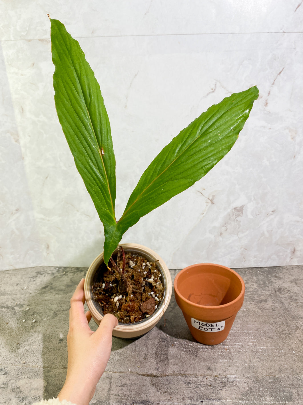 Cyrtosperma Hambalii 1 large leaf 1 sprout rooted in moss