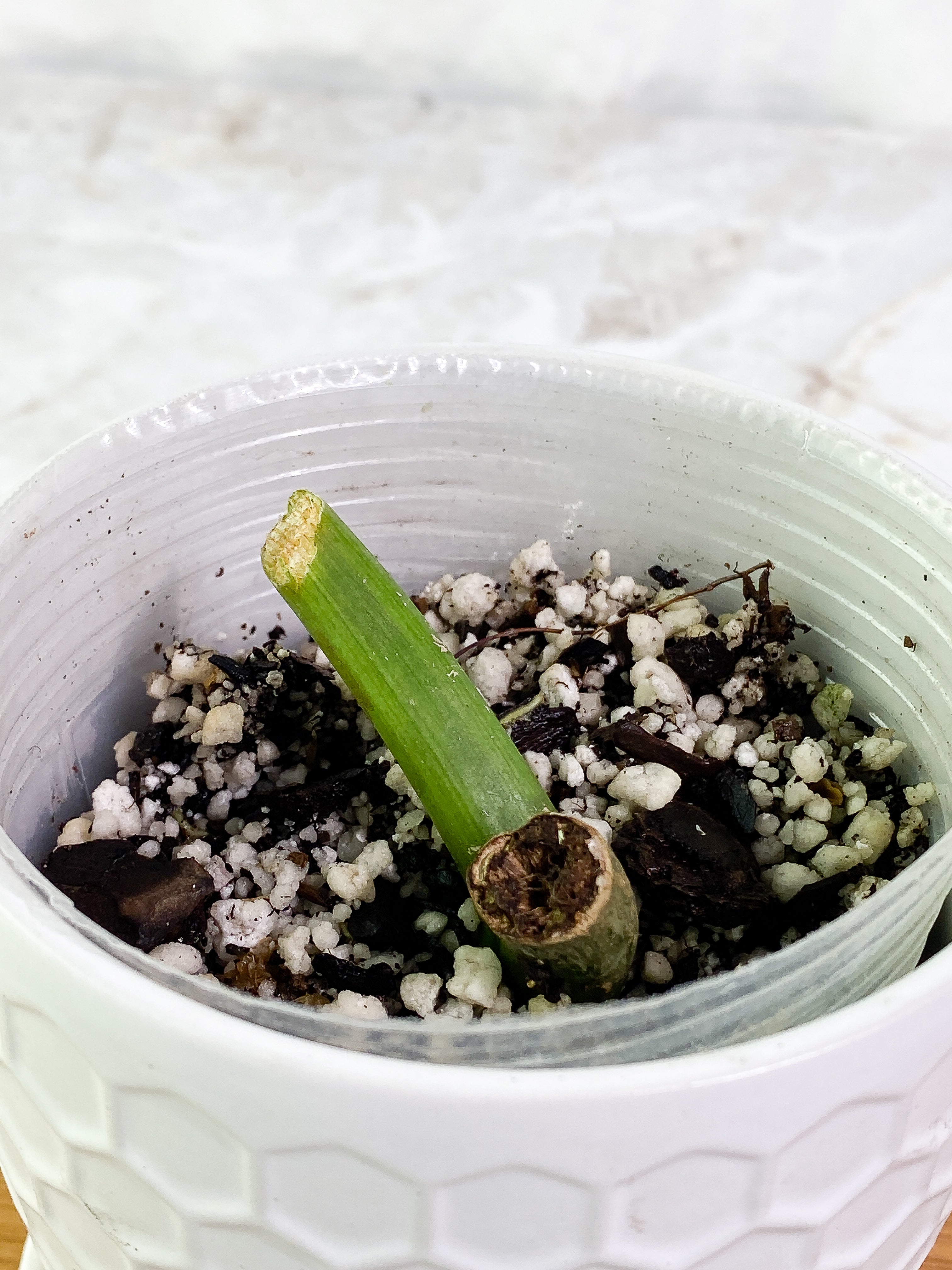 Philodendron paraiso verde slightly rooted node with 1 sprout