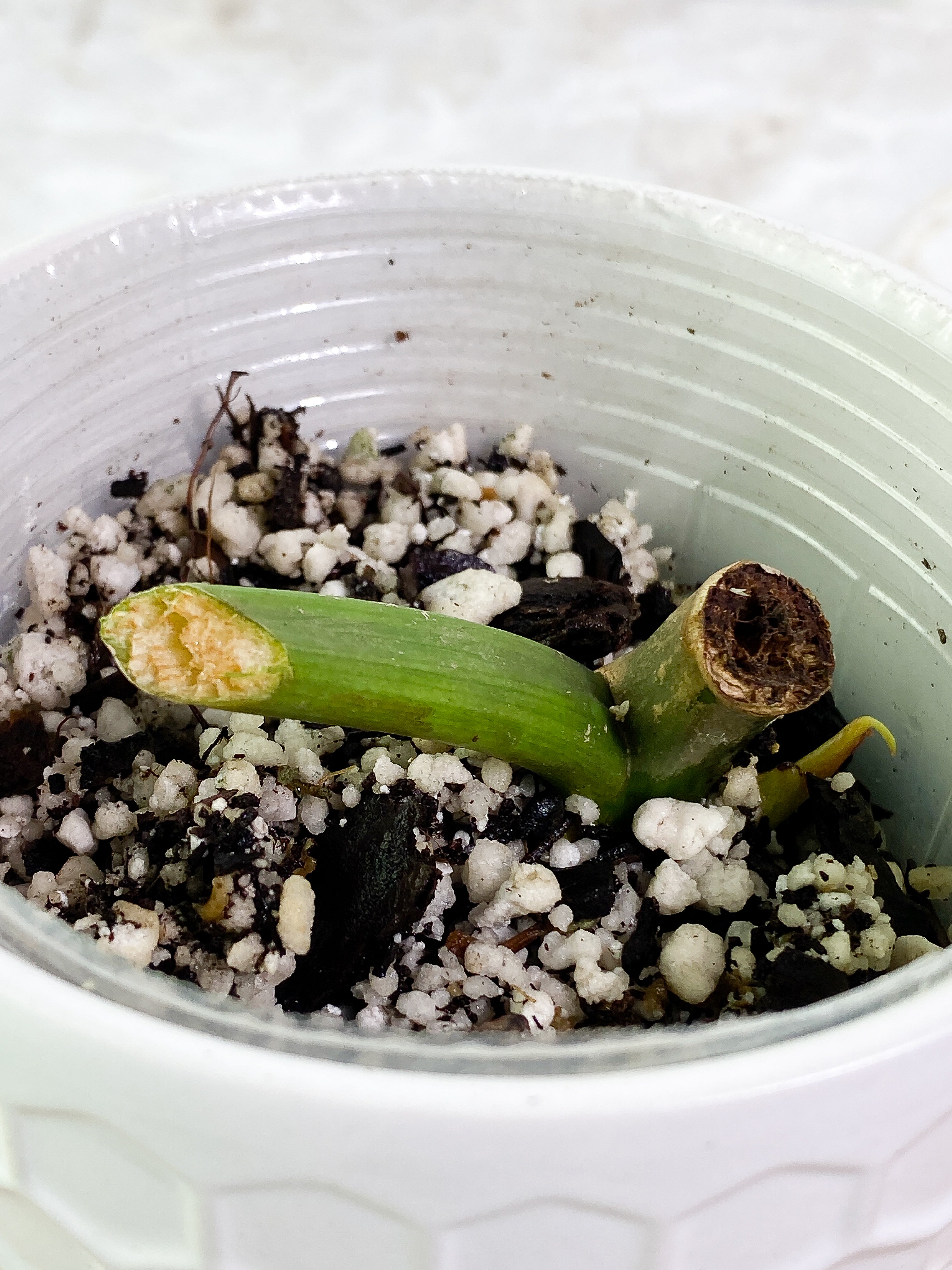 Philodendron paraiso verde slightly rooted node with 1 sprout