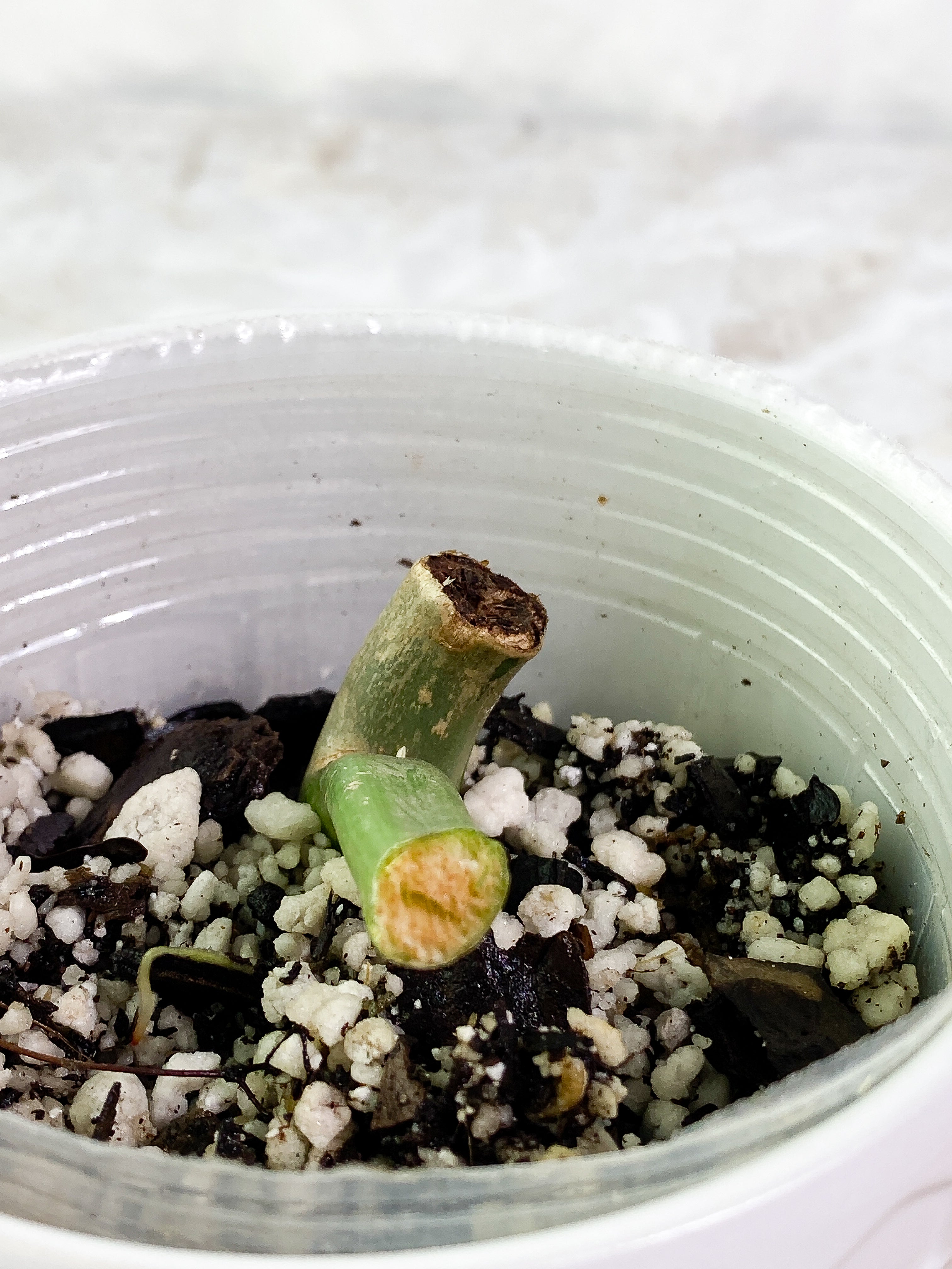 Philodendron paraiso verde slightly rooted node with 1 sprout