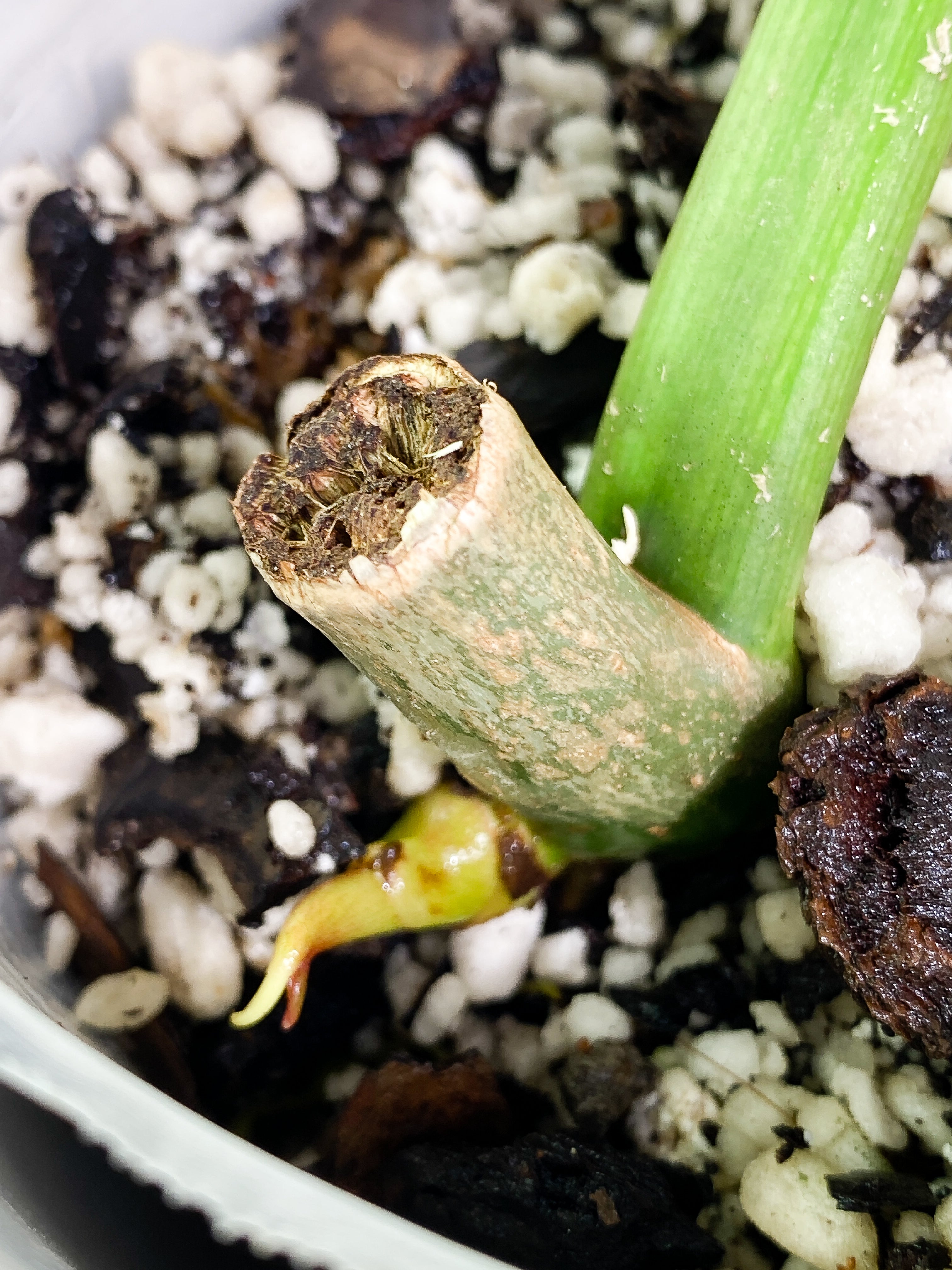 Philodendron paraiso verde slightly rooted node with 1 sprout