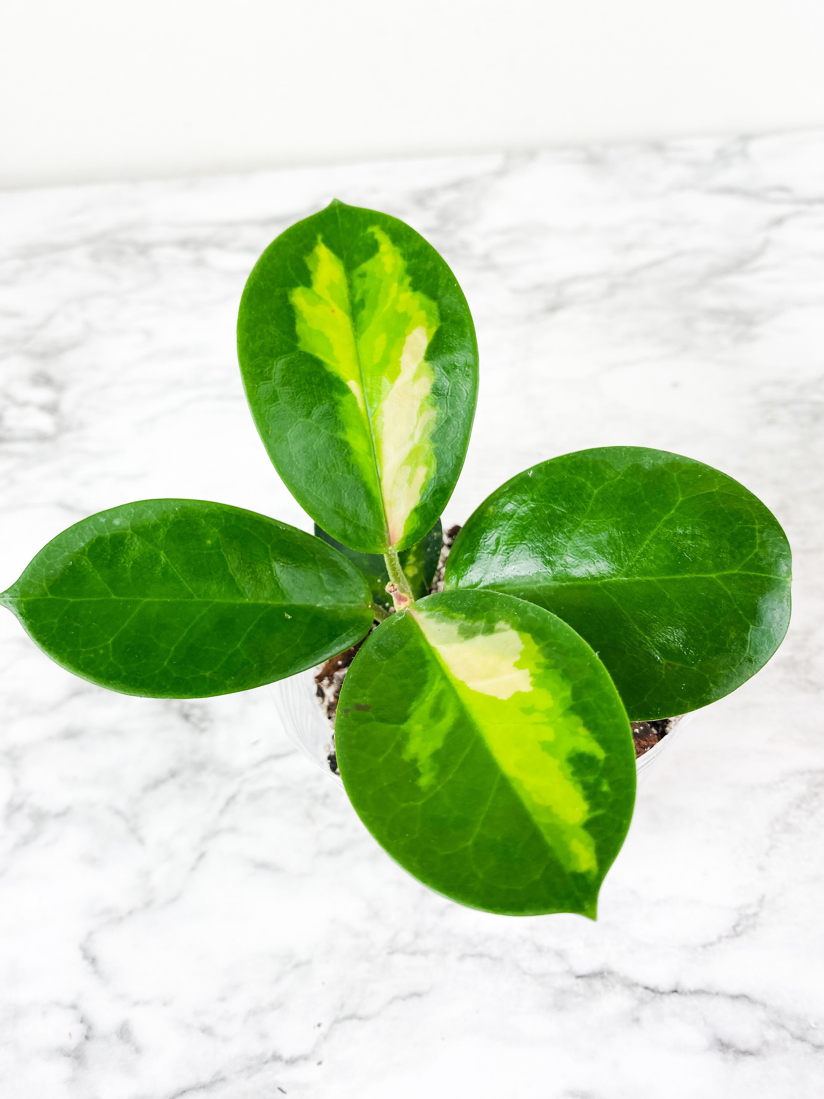 Hoya Lisa slightly rooted 5 leaves and 1 active new growth