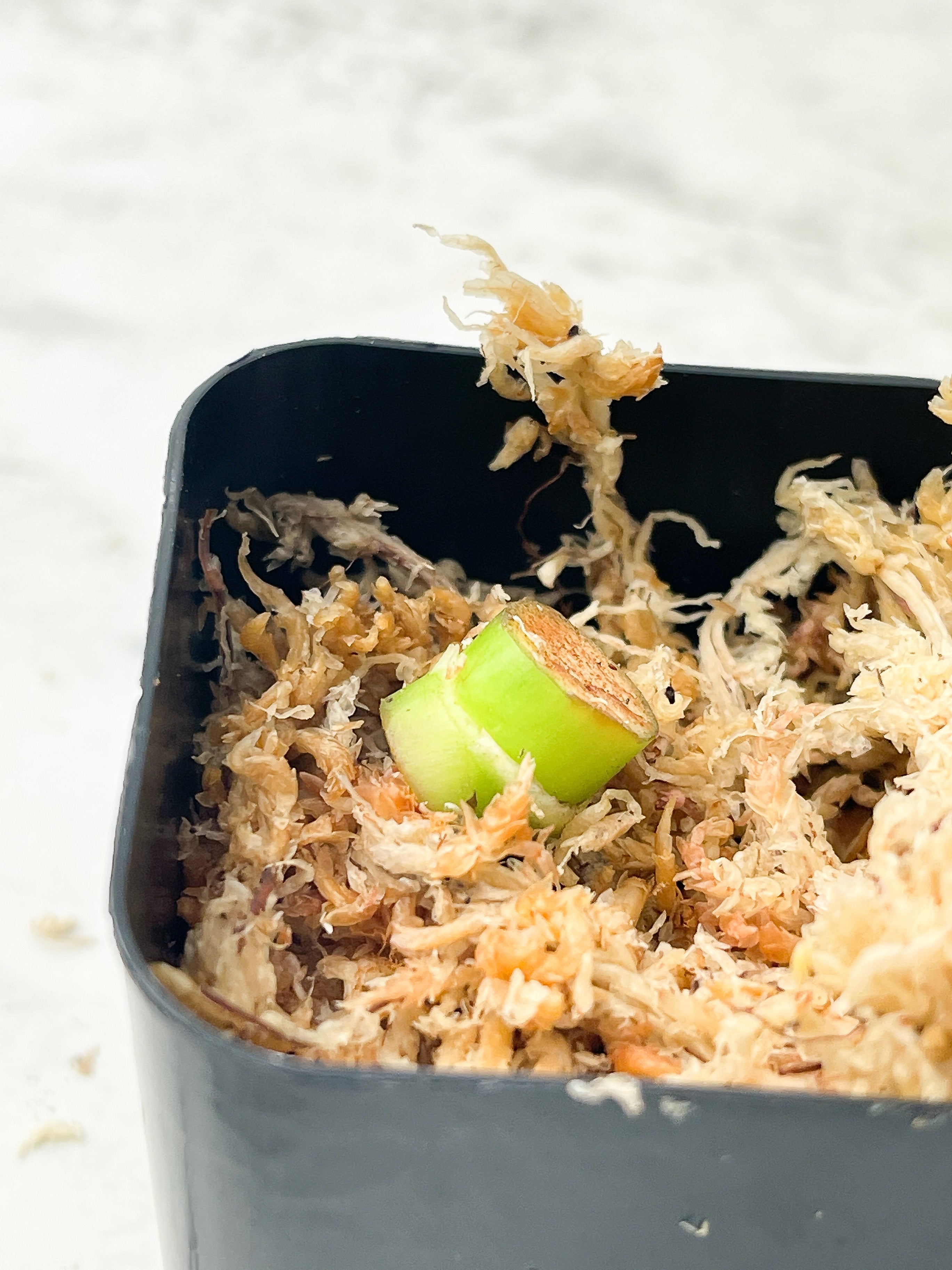 Philodendron White Wizard Rooting node