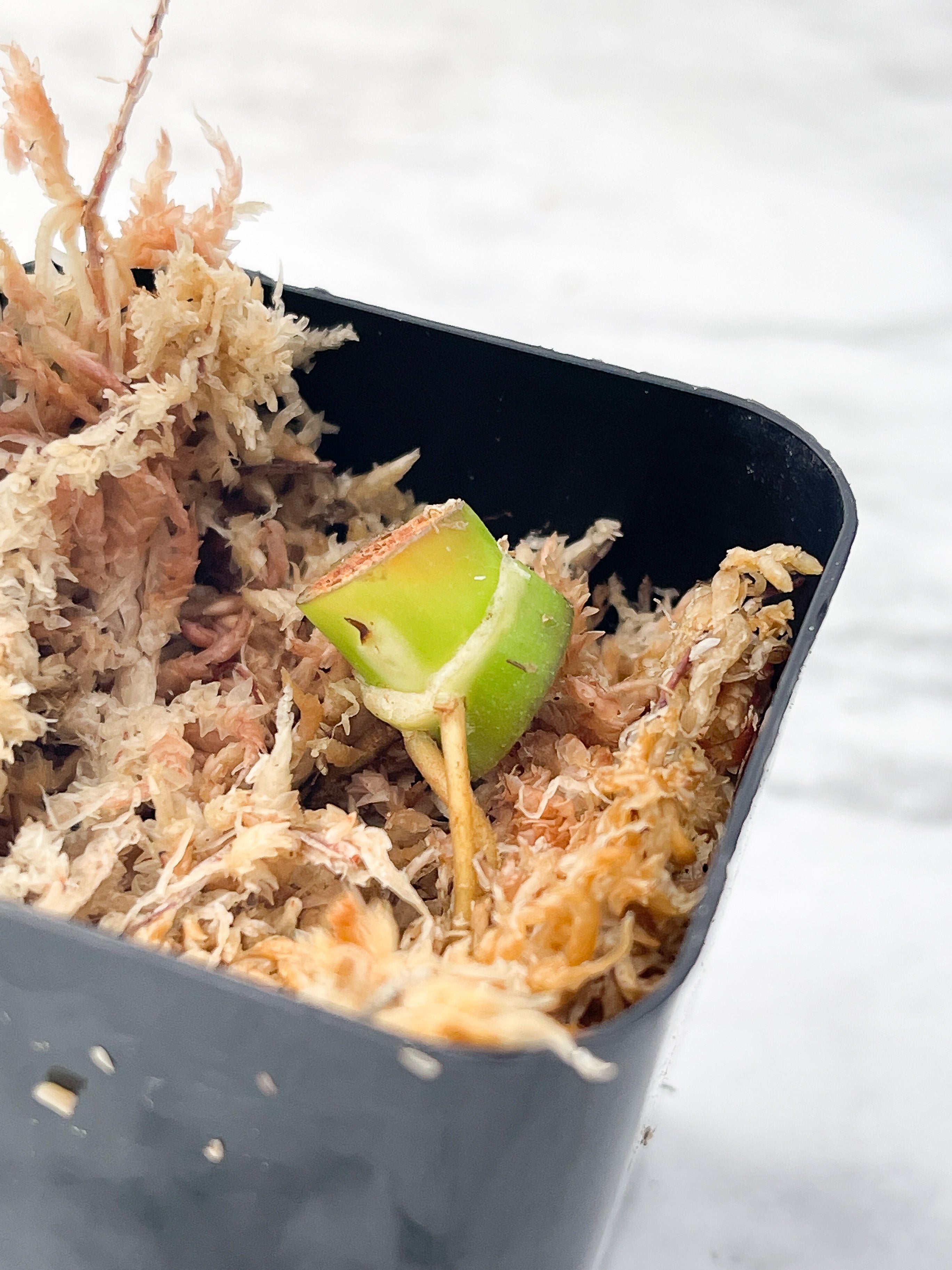Philodendron White Wizard Rooting node