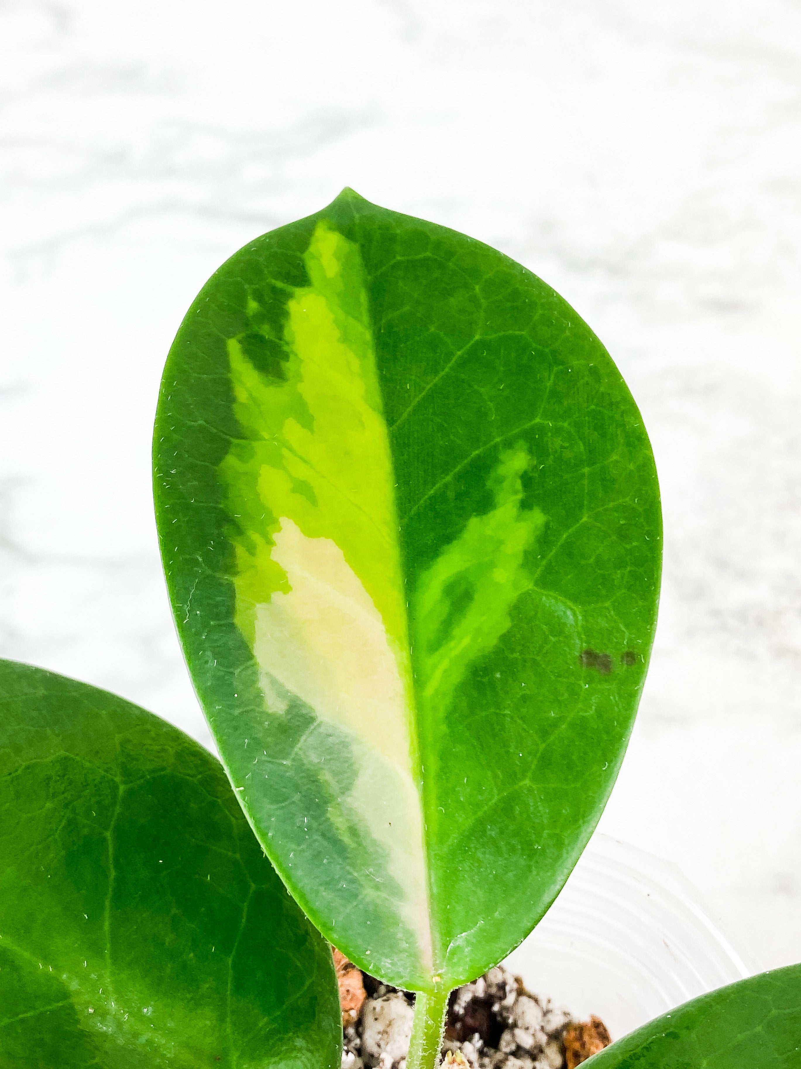 Hoya Lisa slightly rooted 5 leaves and 1 active new growth