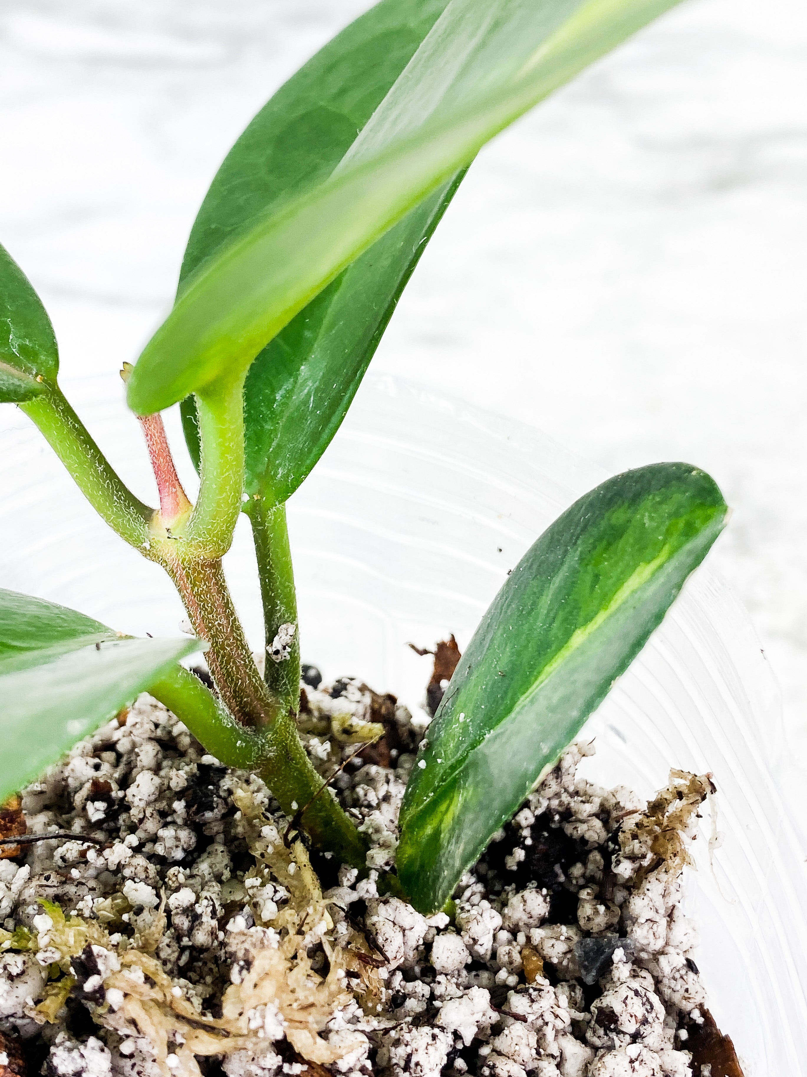 Hoya Lisa slightly rooted 5 leaves and 1 active new growth